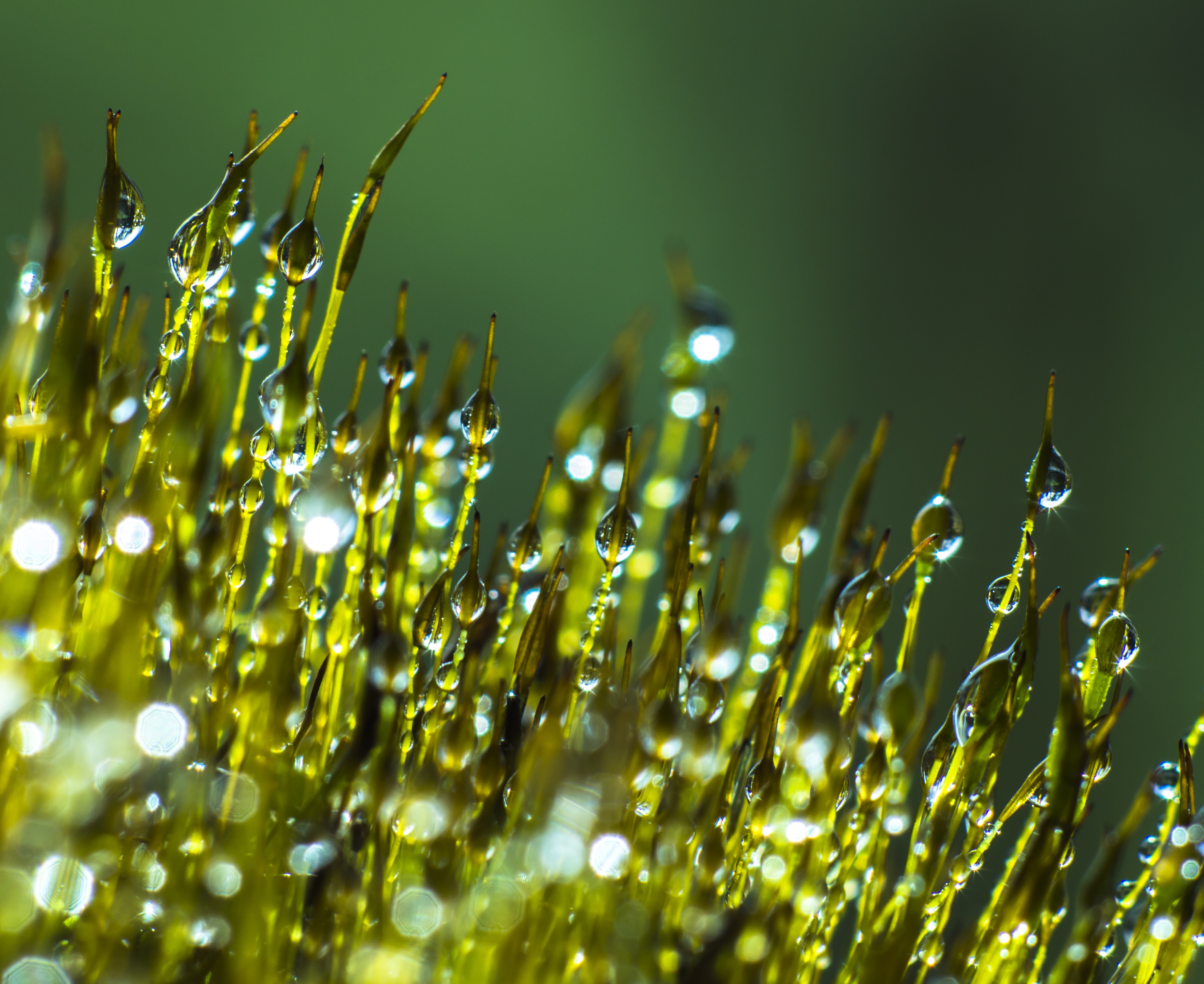edge, freshness, droplet, morning, selective focus, summer, dewdrop, damp, macro, fresh, early, rain, vulnerability, sprinkle, outdoor, day, dandelion seed, HD Wallpaper