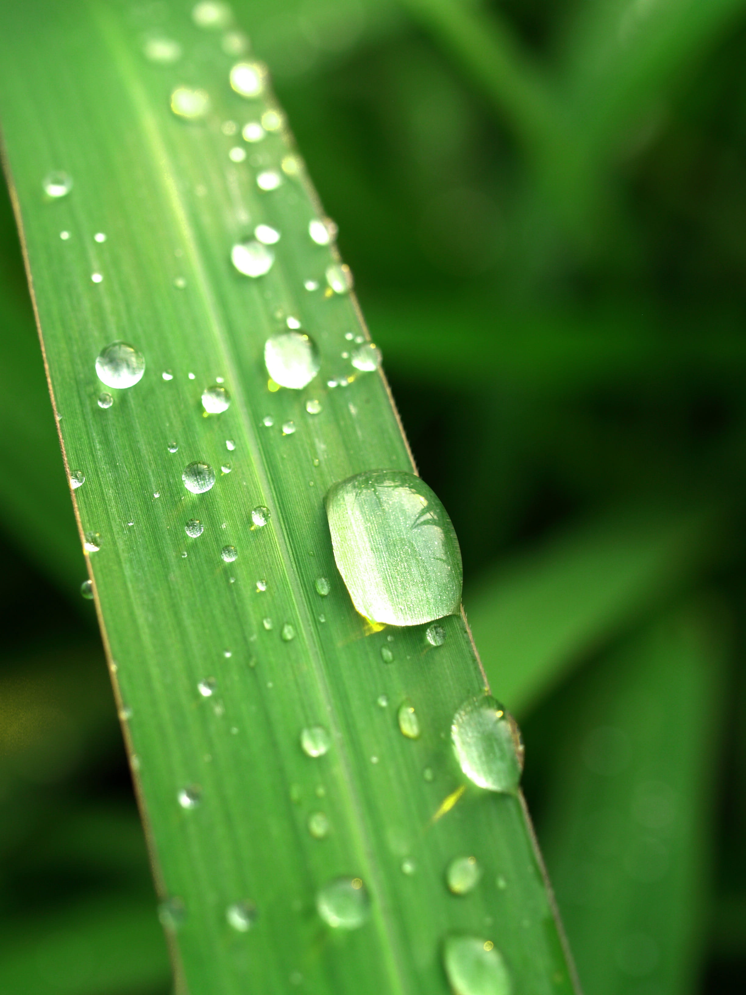 freshness, nature, wet, Green, blade of grass, reflection, meadow, ornamental, rain, green Color, environment, harmony, summer, condensation, flora, focus on foreground, Phone HD Wallpaper