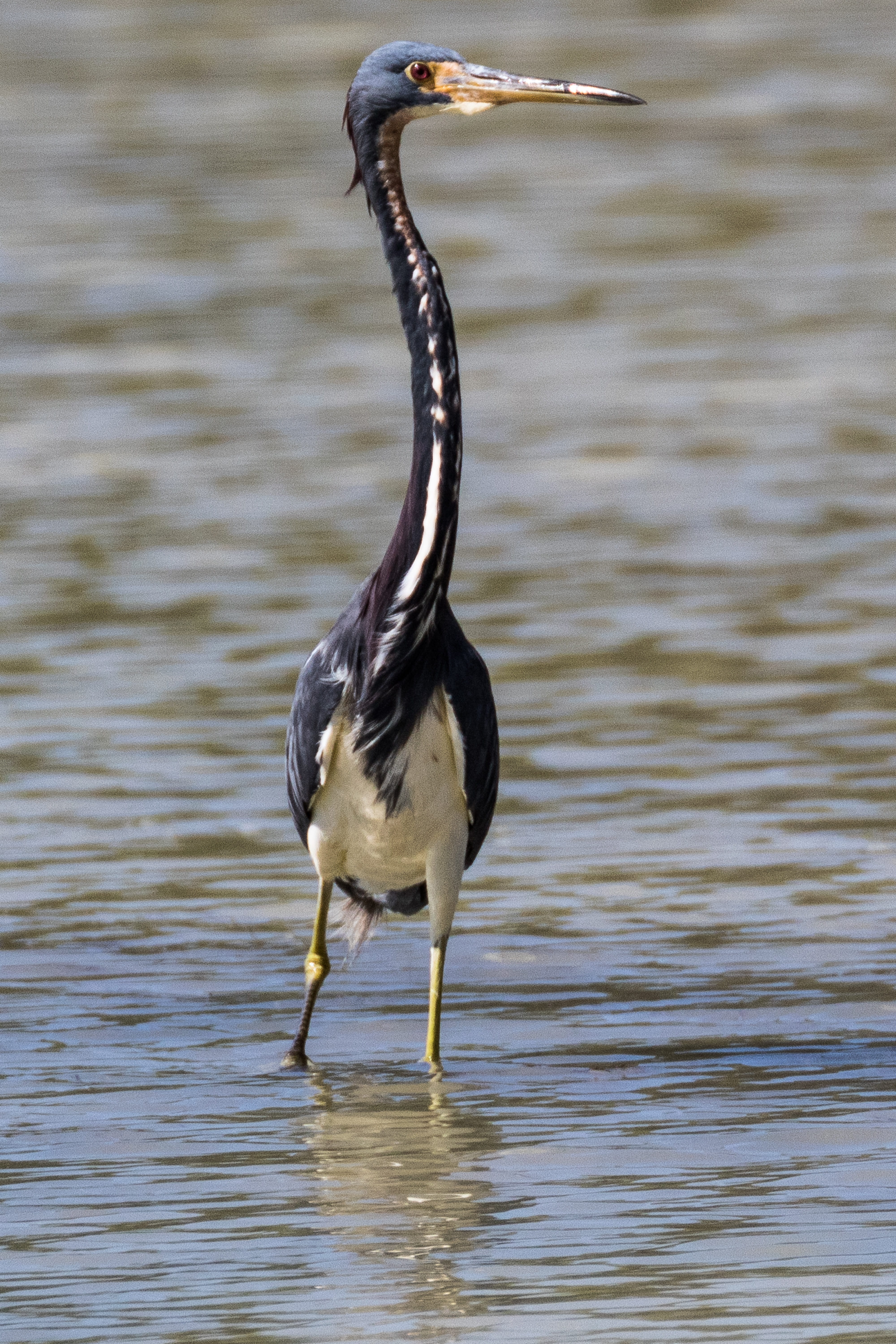 animal themes, one animal, bird, vertebrate, cayo coco, no people, birding, cuba, water, nature, focus on foreground, outdoors, water bird, waterfront, Phone HD Wallpaper