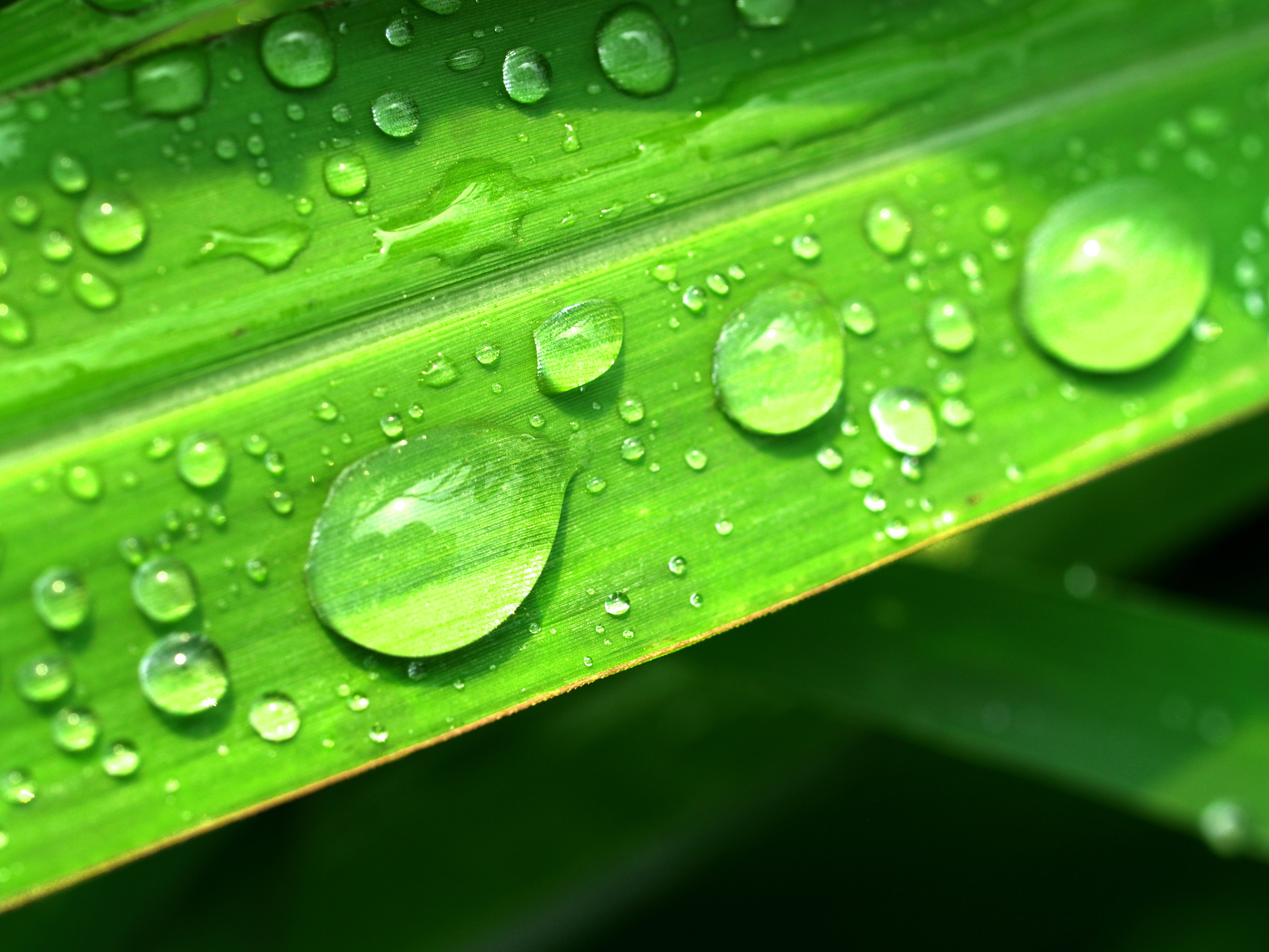 plant part, backgrounds, dew, condensation, leaf, bubble, wet, focus on foreground, green, freshness, dewdrop, outdoors, purity, healthy, droplet, life, HD Wallpaper
