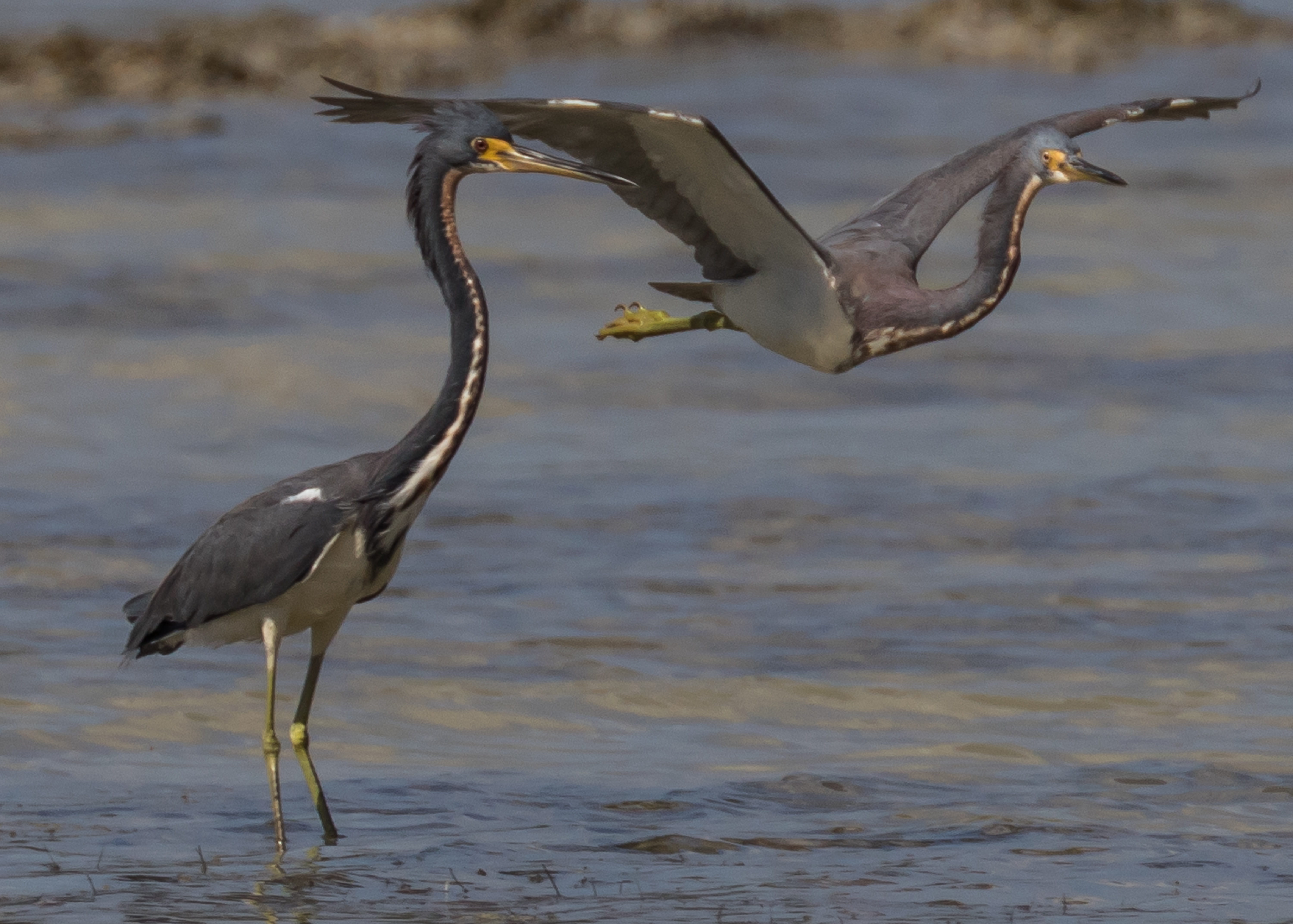 hunting, animal wildlife, cayo coco, focus on foreground, bird, water bird, garza de vientre blanco, birding, 5K, nature, flying, animal, no people, one animal, HD Wallpaper