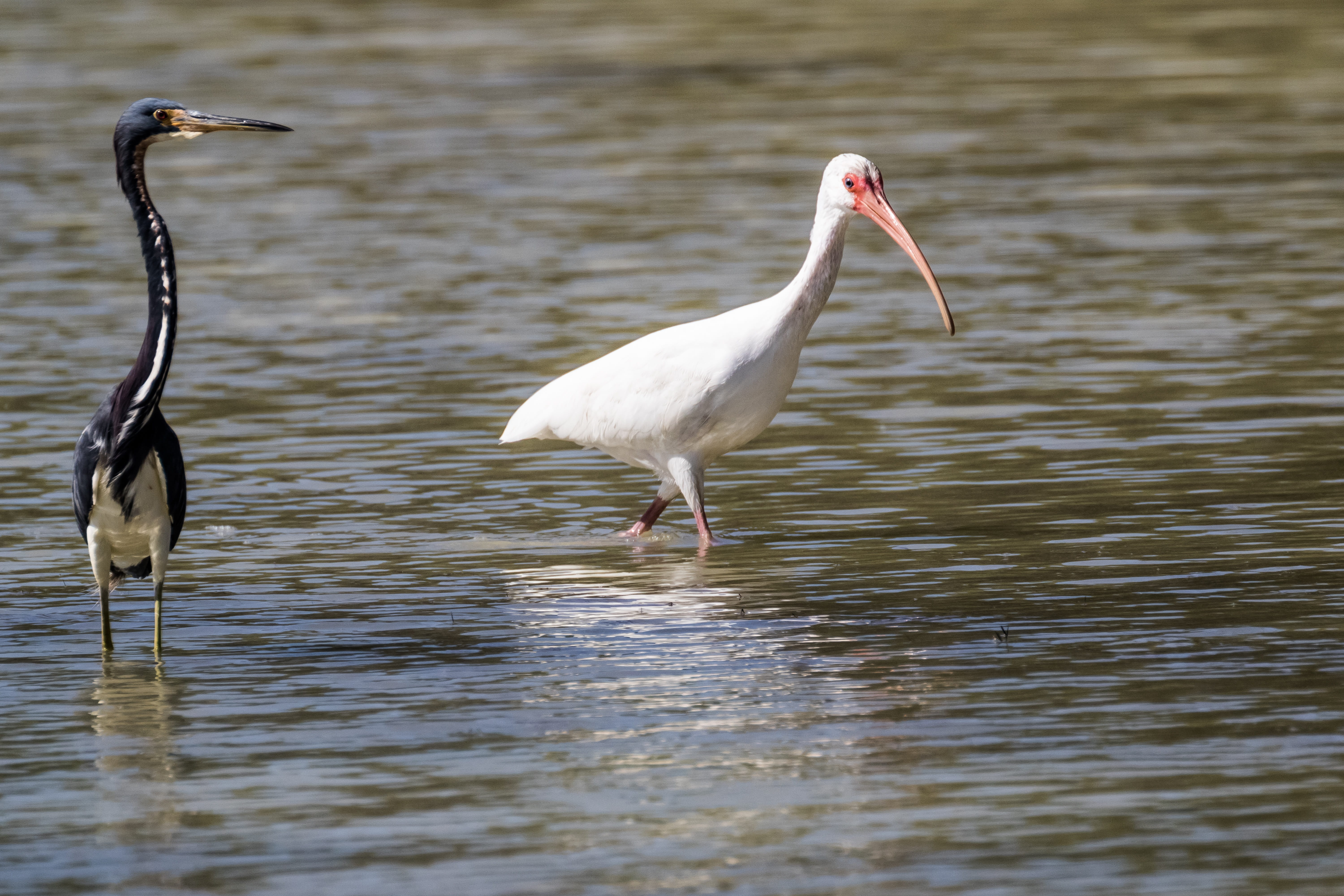 animal wildlife, animal, outdoors, cayo coco, two animals, vertebrate, waterfront, garza de vientre blanco, bird, focus on foreground, reflection, animal themes, HD Wallpaper