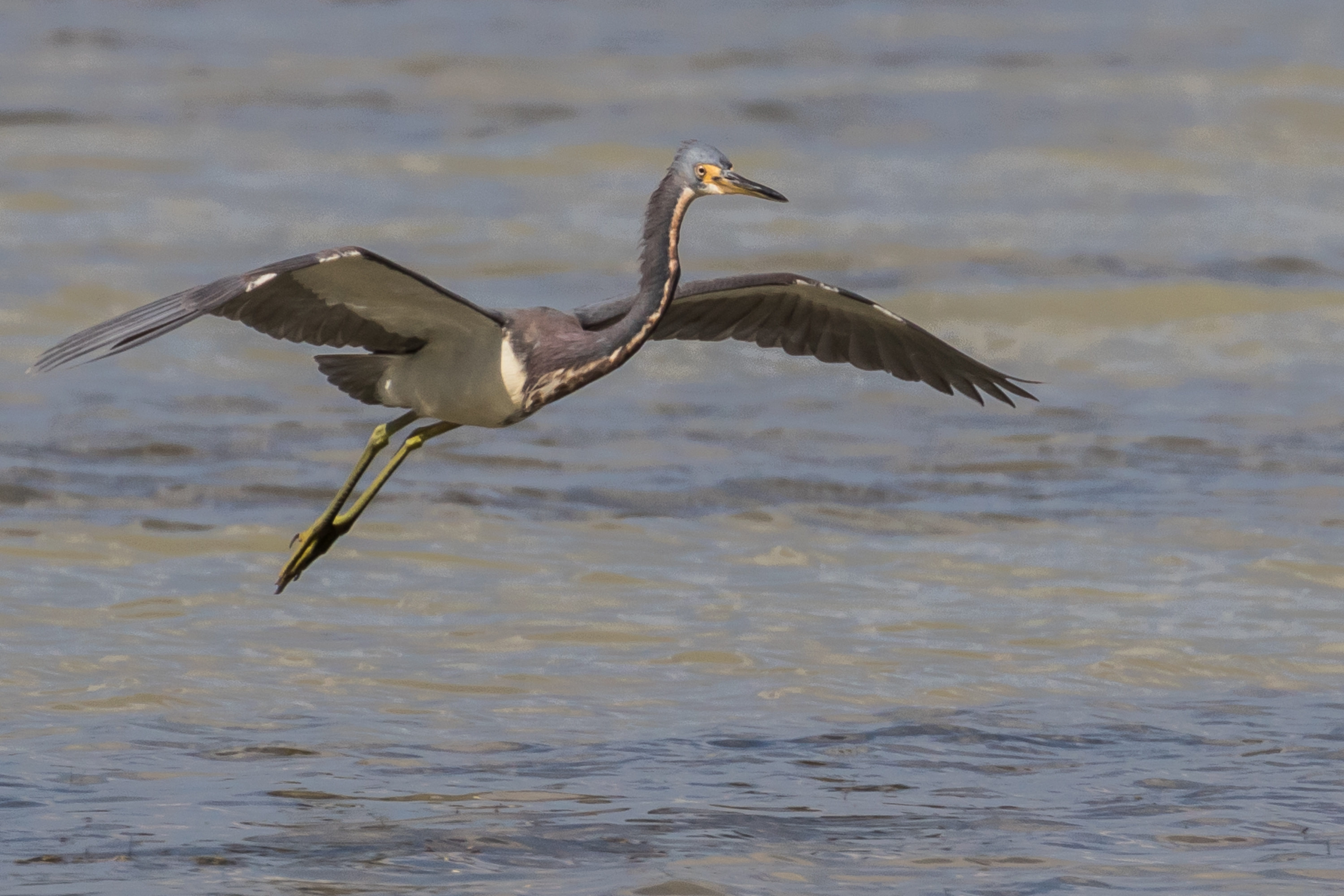 nature, vertebrate, 5K, outdoors, birding, day, waterfront, animals in the wild, bird, spread wings, one animal, water bird, animal wildlife, cayo coco, HD Wallpaper