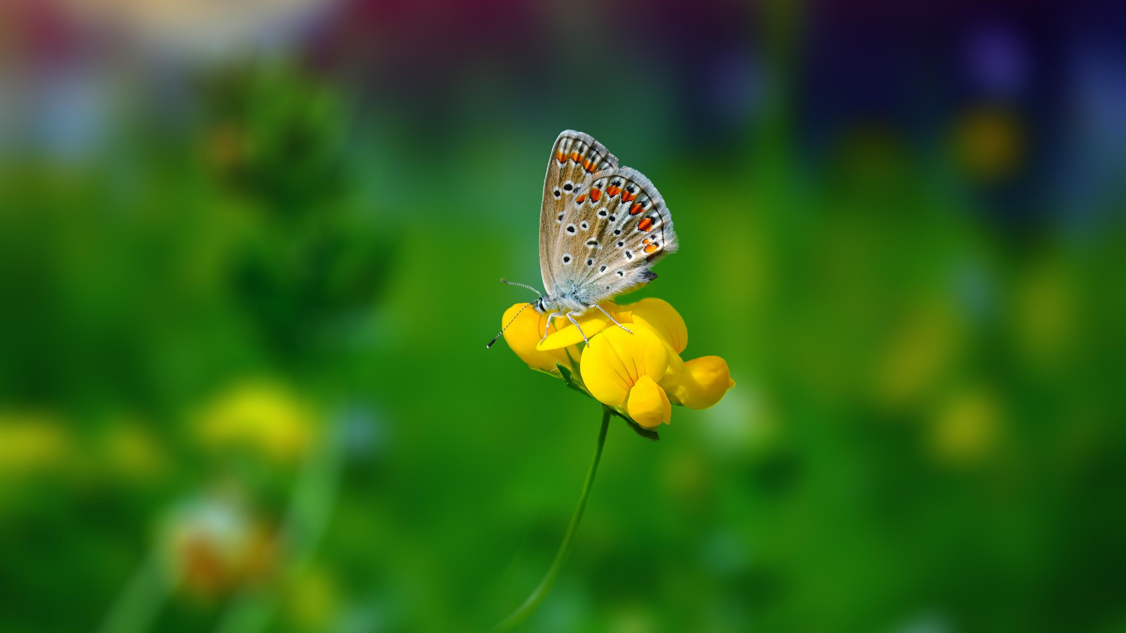 animals in the wild, butterfly - insect, meadow, macro, cummer, one animal, outdoors, insect, bosnia, animal themes, beauty in nature, animal wing, growth, HD Wallpaper