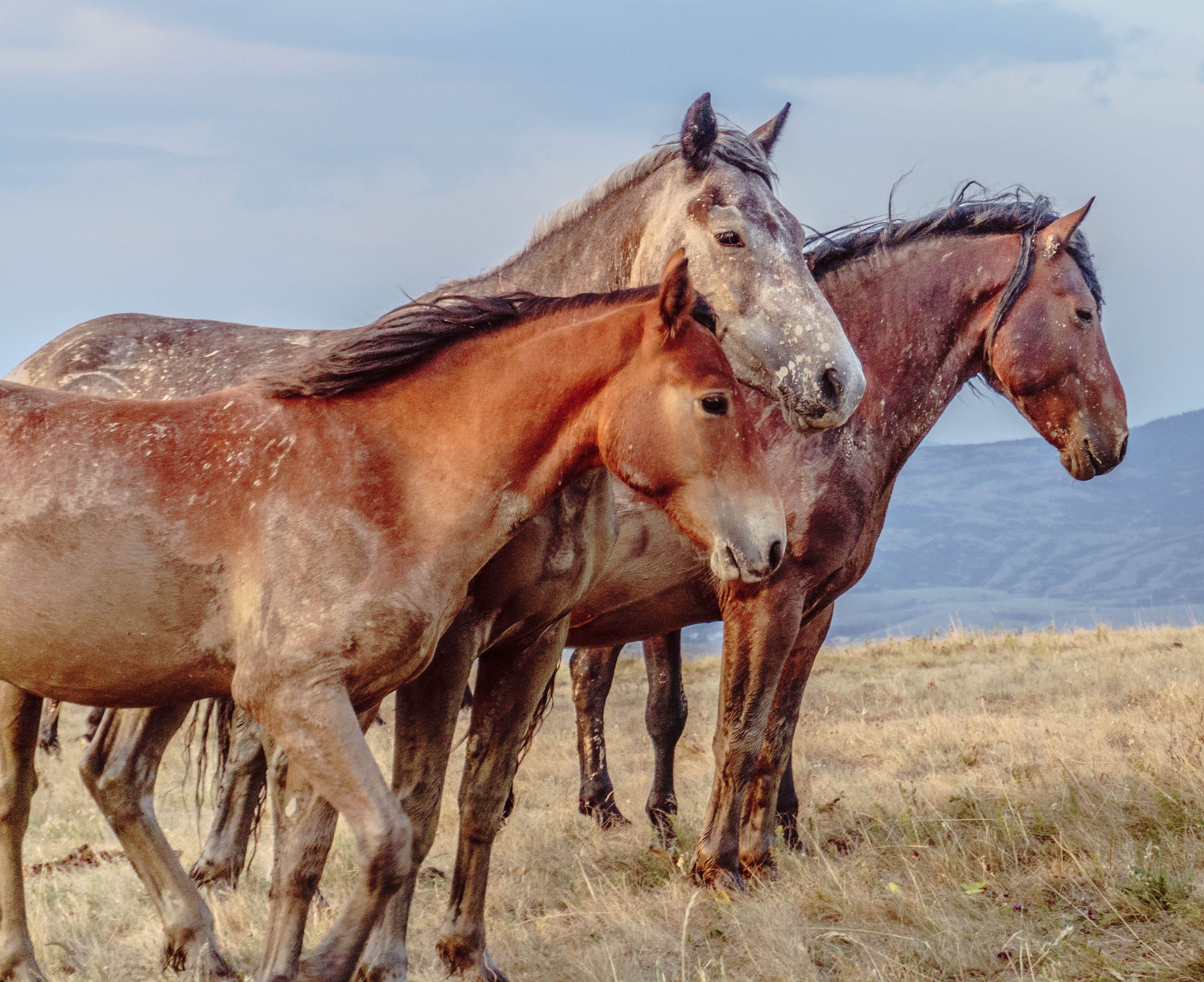 animal, ranch, brown, no people, 2K, standing, nature, livno, horse, grass, pets, domestic, outdoors, animal themes, vertebrate, domestic animals, field, HD Wallpaper