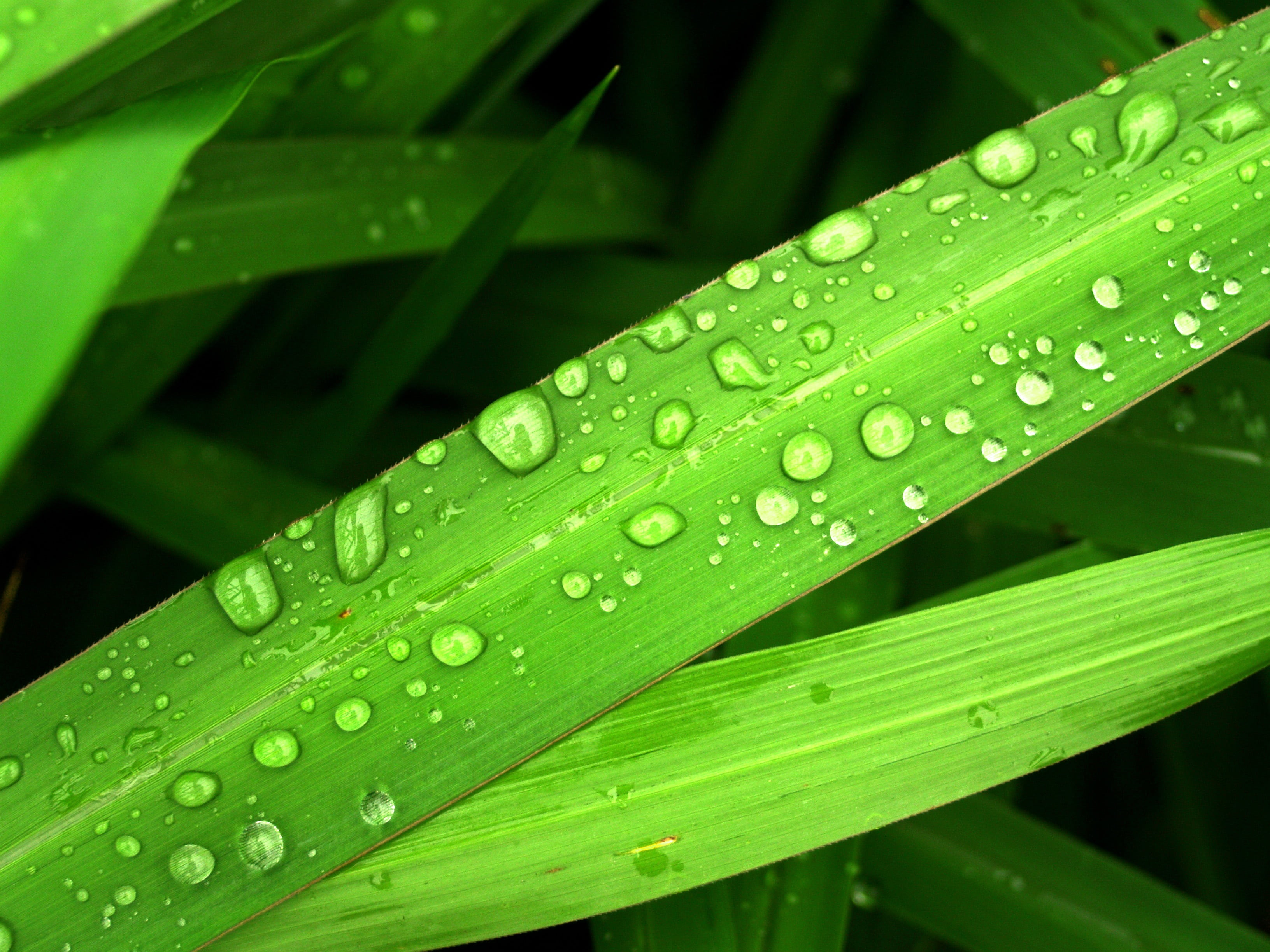 bubble, small, weather, focus on foreground, nature, fragility, life, dew, bright, wet, day, leaf, plant part, droplet, macro, sphere, grass, drop, outdoors, HD Wallpaper