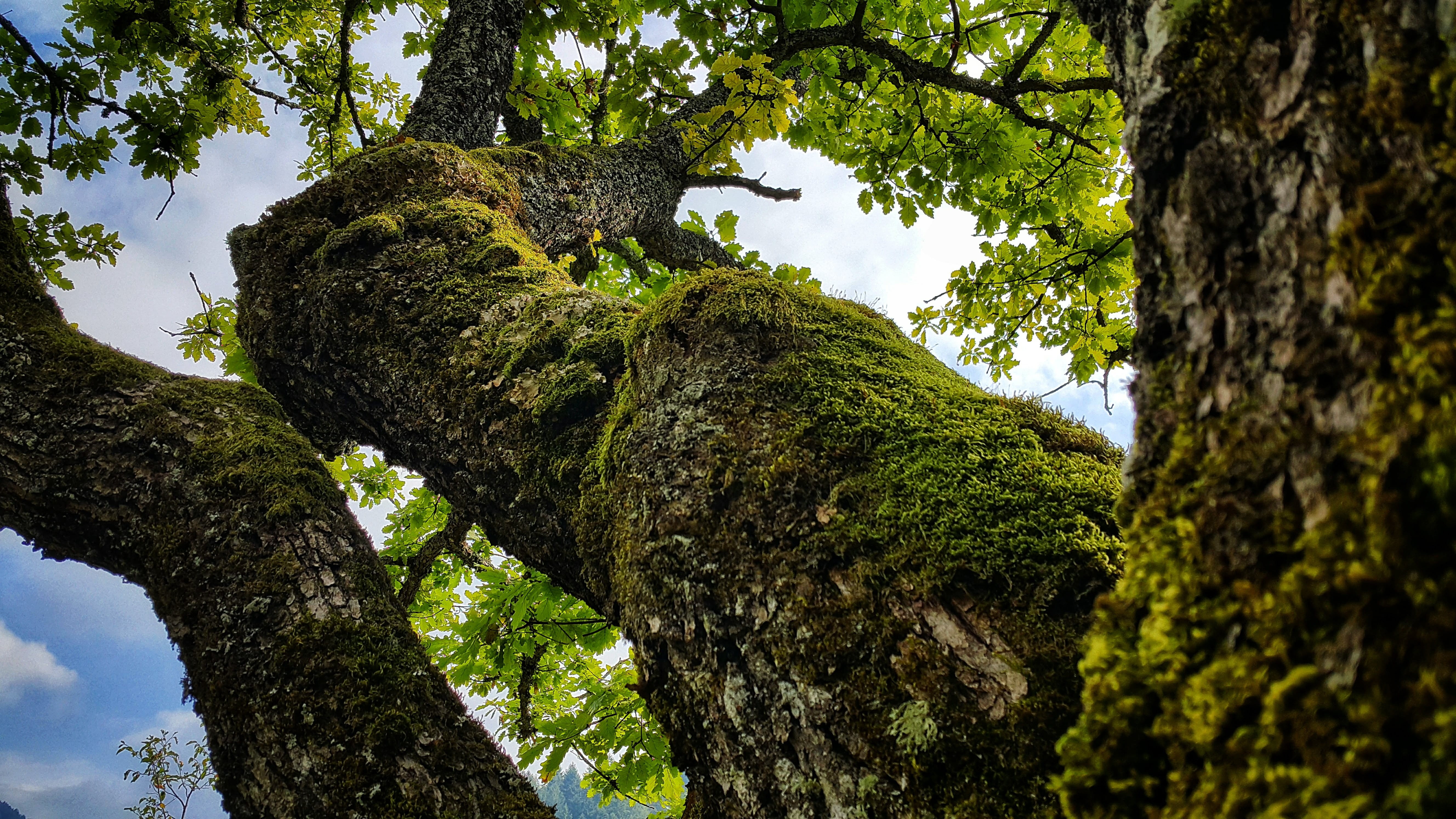 bosnia and herzegovina, representation, 5K, outdoors, day, low angle view, green color, sculpture, tree, plant, oak tree, tree trunk, moss, beauty in nature, HD Wallpaper
