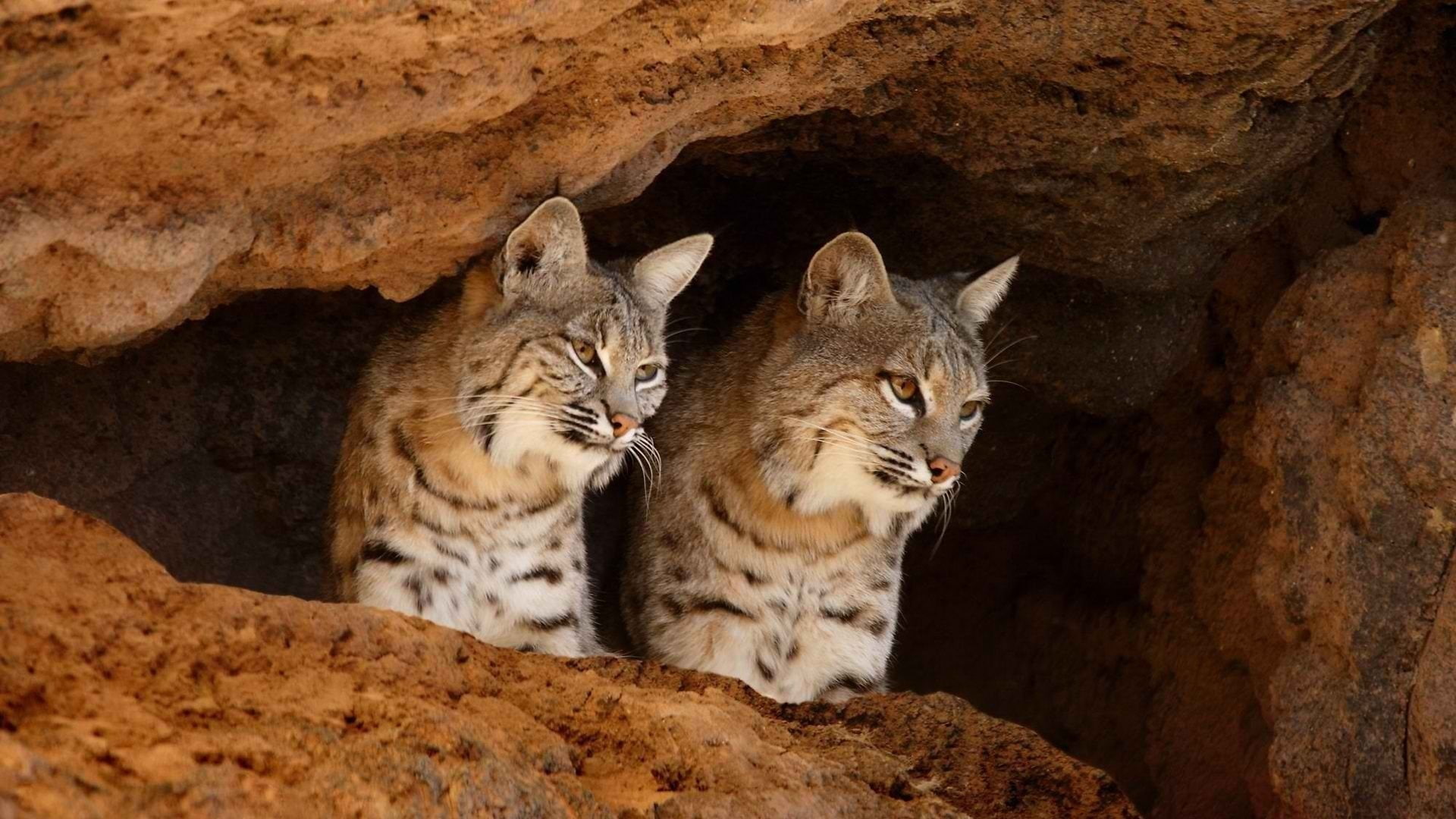 togetherness, big cat, Cave, pets, rock - object, Arizona-Sonora Desert Museum, rock formation, animal themes, cat, group of animals, animal, animal wildlife, HD Wallpaper
