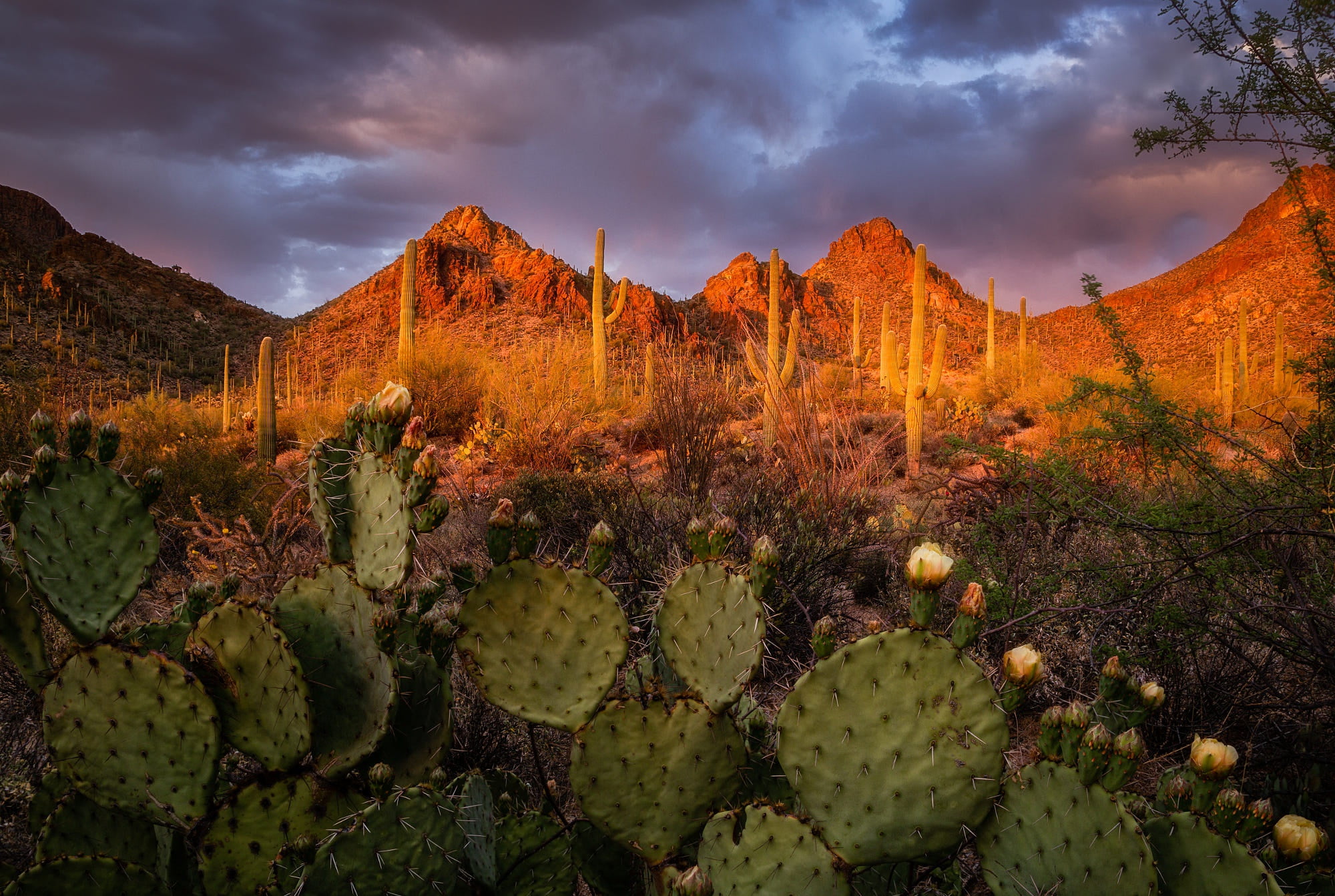 mountains, landscape, nature, cacti, USA, sunset, 1080P, Tucson Mountain Park, AZ, HD Wallpaper