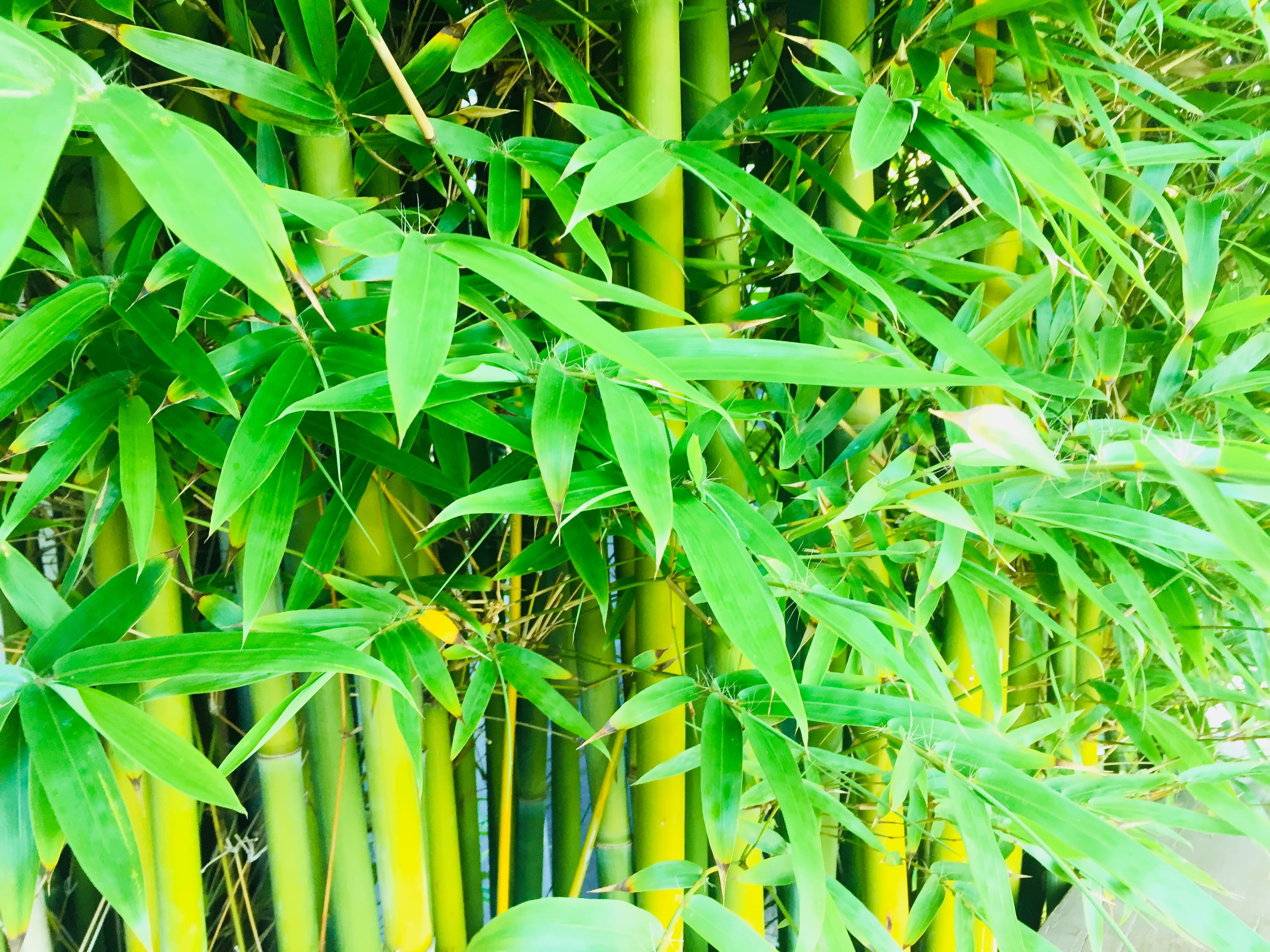 high angle view, nature, mammal, land, bamboo - plant, plant part, bamboo, leaf, shoe, grass, blade of grass, field, growth, no people, 2K, backgrounds, HD Wallpaper