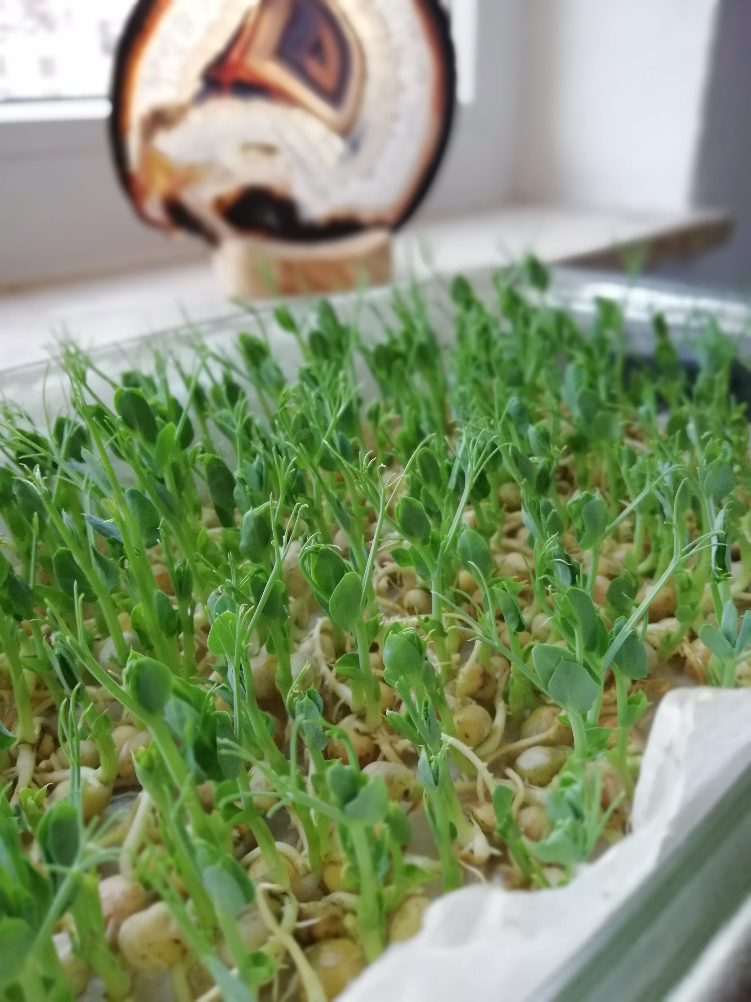 gardening, sprouts sprouts, potted plant, freshness, container, pea shoots, food, healthy, food and drink, indoors, focus on foreground, nature, plant part, Phone HD Wallpaper