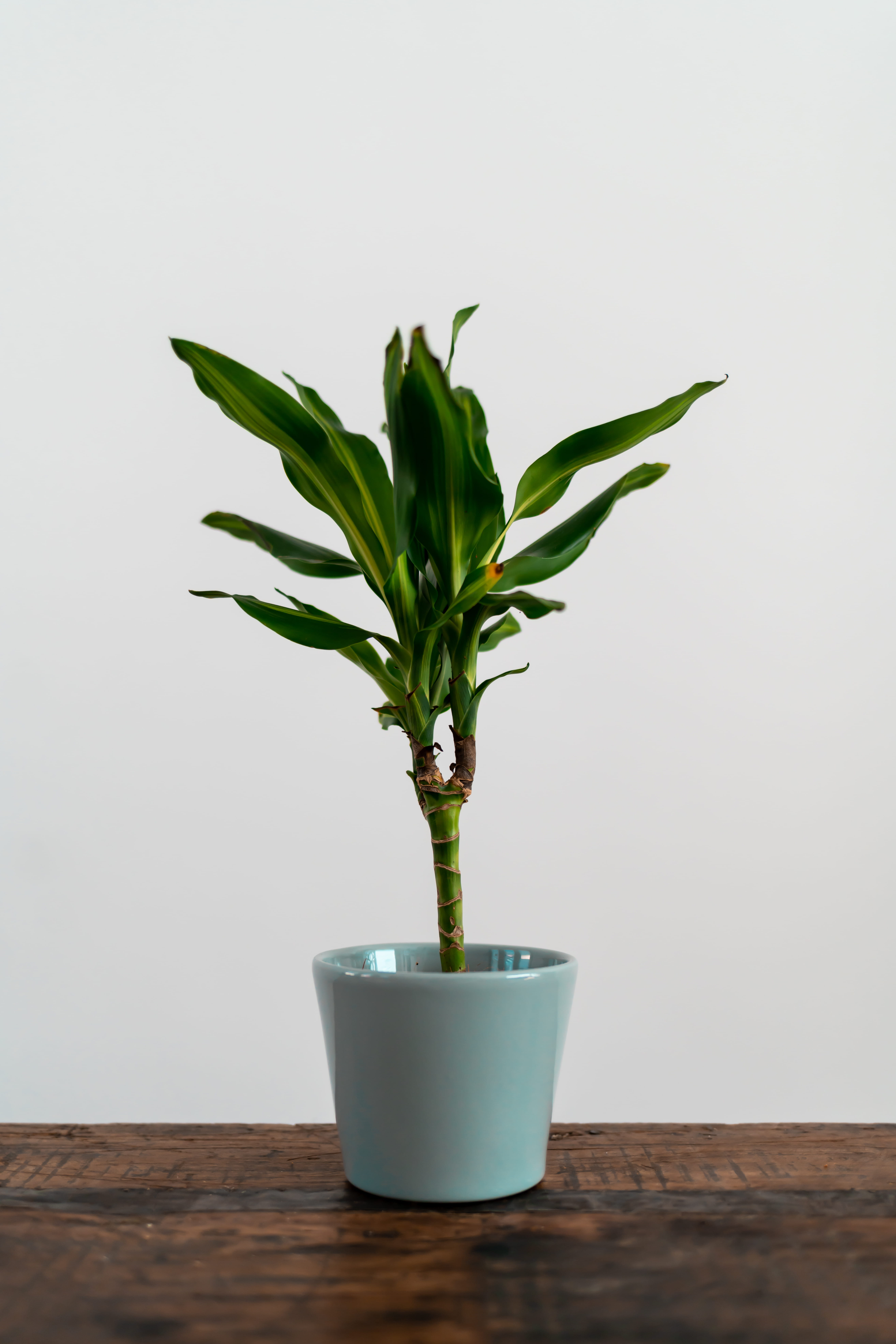 flower pot, tree, blossom, wood - material, no people, bamboo, fragility, houseplant, indoors, hemp, vulnerability, flower, plant, arecaceae, beauty in nature, Phone HD Wallpaper