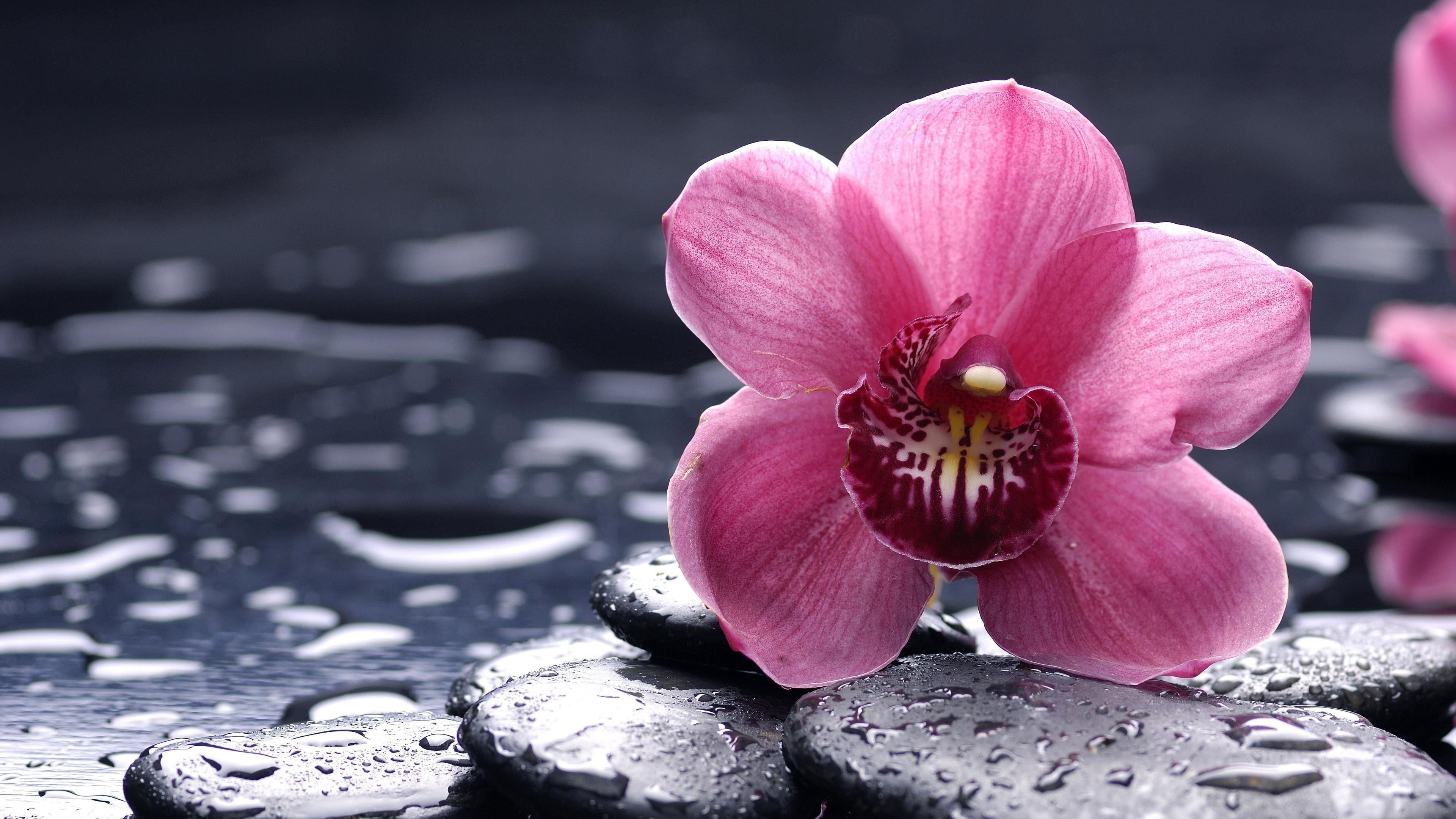 droplets, beauty in nature, focus on foreground, flower, flower head, pink flower, nature, pink orchid, animal, wet, pink color, pollination, animal themes, HD Wallpaper