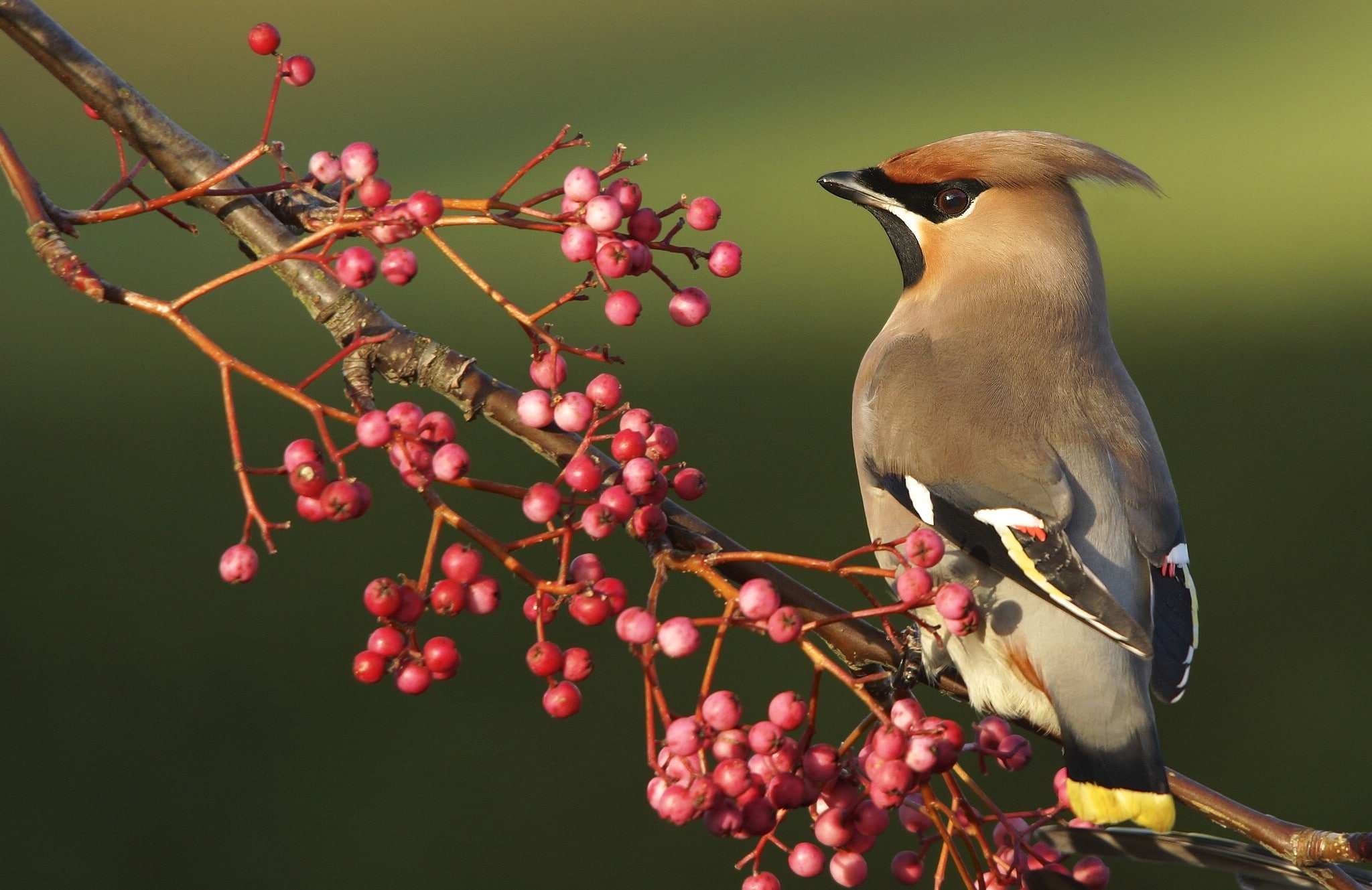 Bird, Berries, waxwing, branch, 1080P, HD Wallpaper