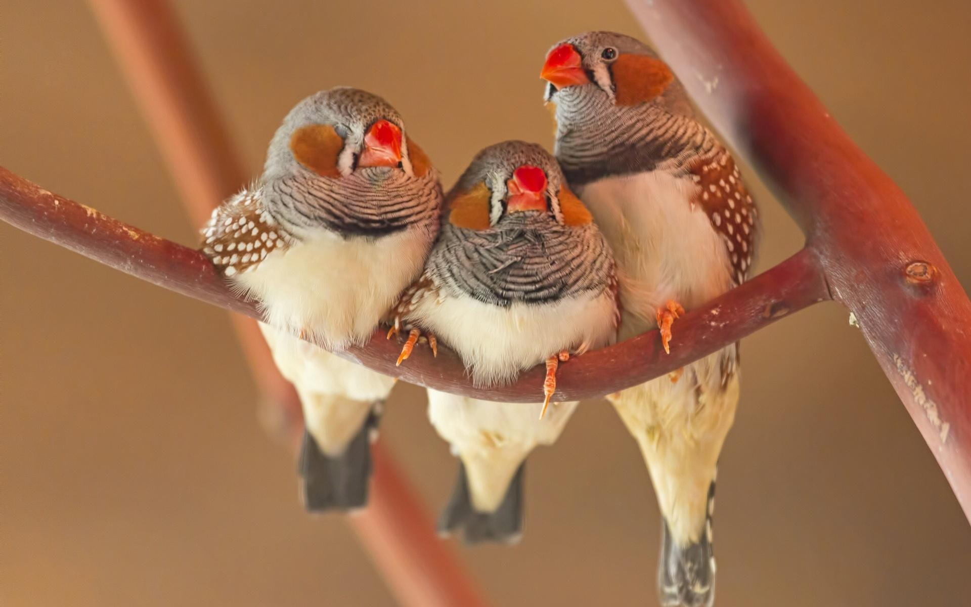 cute, branch, finch, zebra, sitting, 1080P, three, bids, HD Wallpaper