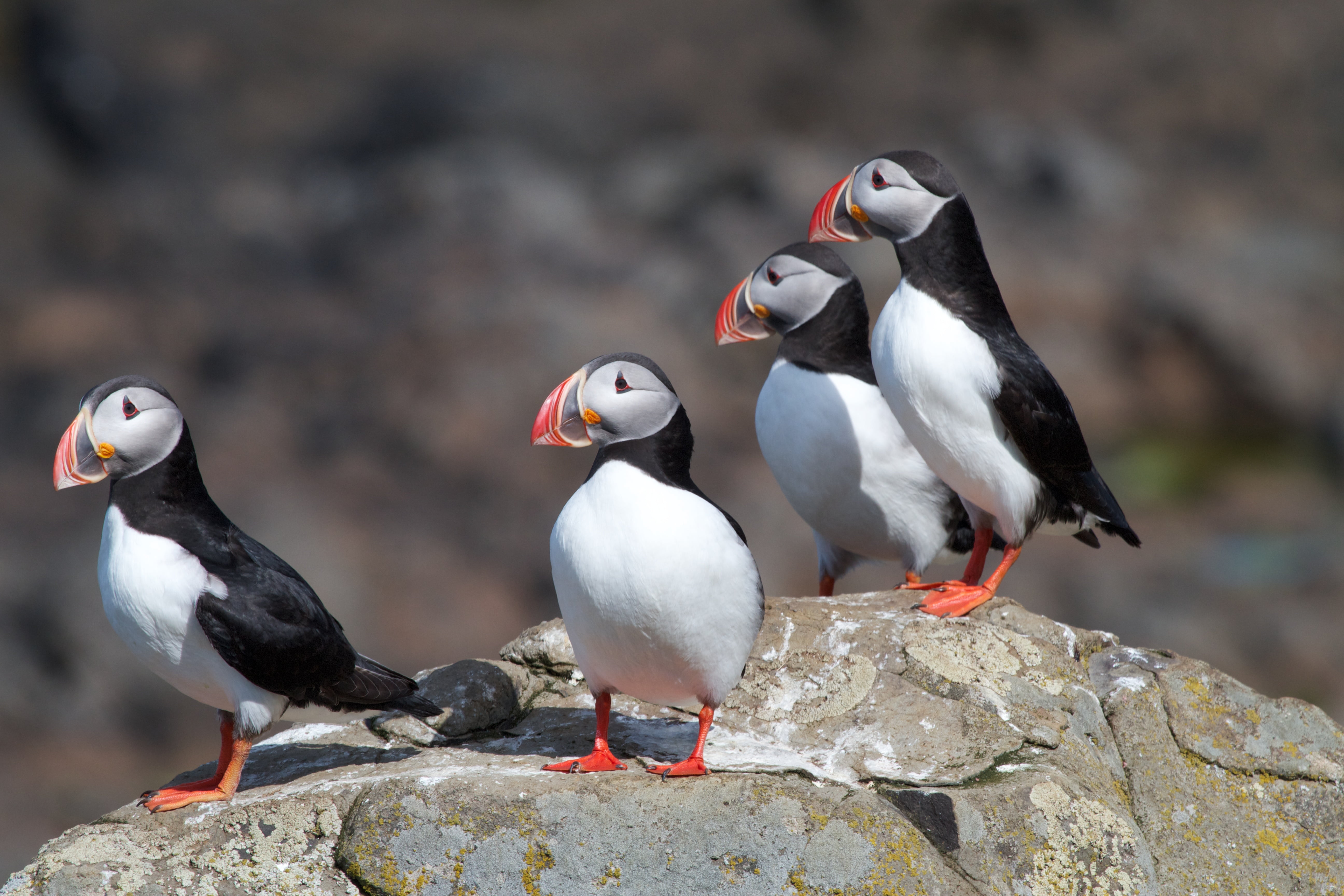 animal, birds, Animalia, white, Fratercula arctica, Alcidae, binomial, wildlife, nature, fragment, order, concrete, common, black, animals In The Wild, HD Wallpaper