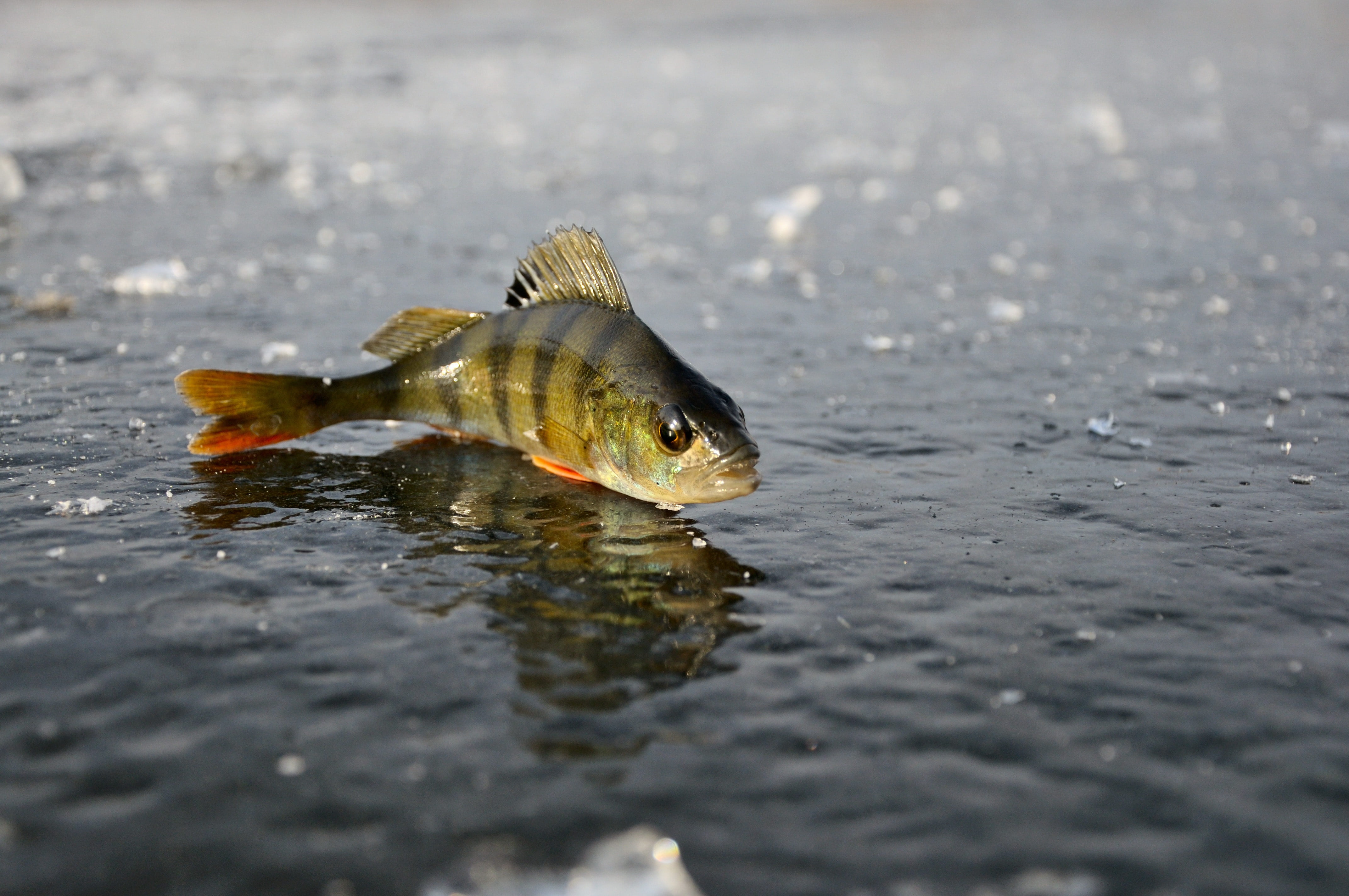 river, one animal, close-up, underwater, perch, gray, winter, pond, selective focus, vertebrate, animal themes, fish, day, animal wildlife, food, freshness, HD Wallpaper