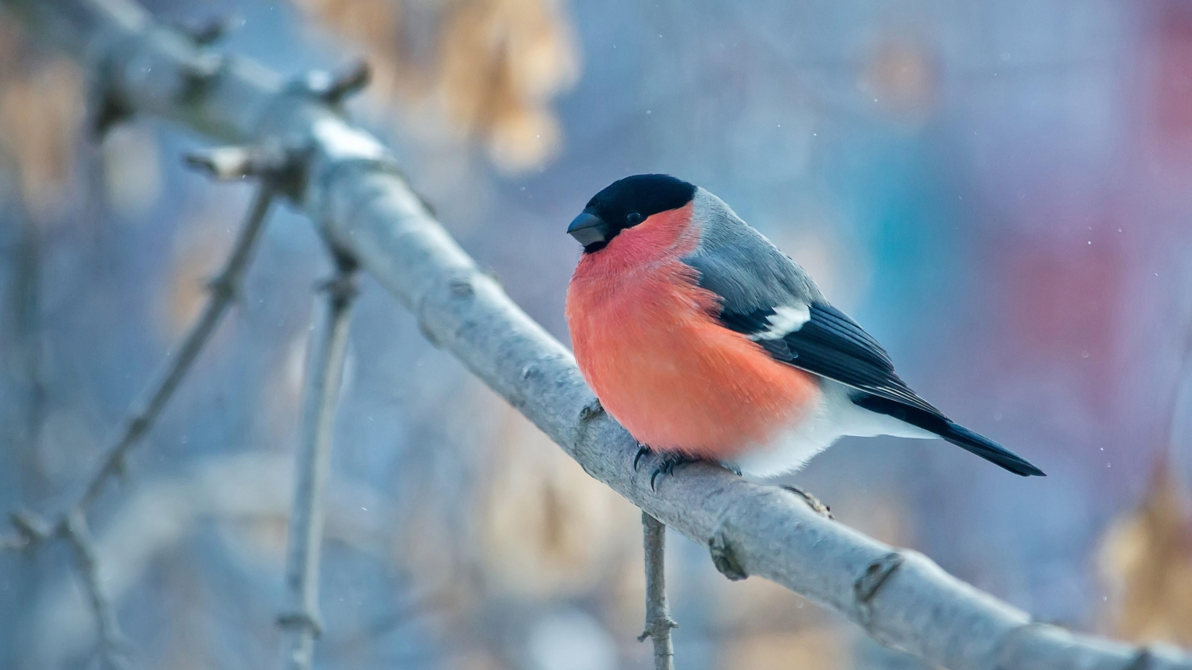 twig, perching bird, wildlife, sky, winter, tree, little bird, finch, bullfinch, bird, branch, 4K, HD Wallpaper