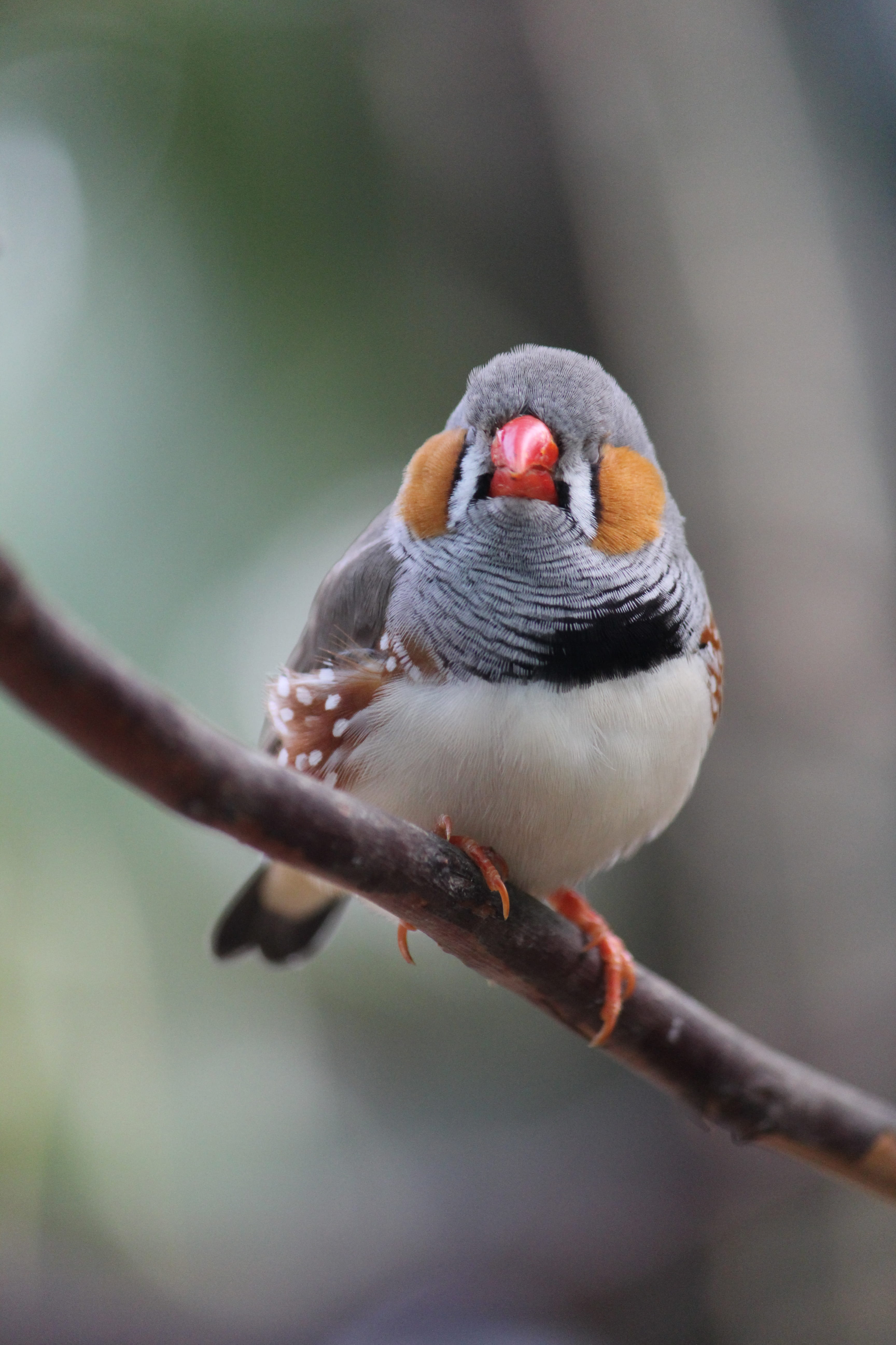close-up, white, brown, vertebrate, bird, closeup, zebra finch, animal, daytime, focus on foreground, gray, plant, animal wildlife, tree, selective focus, Phone HD Wallpaper