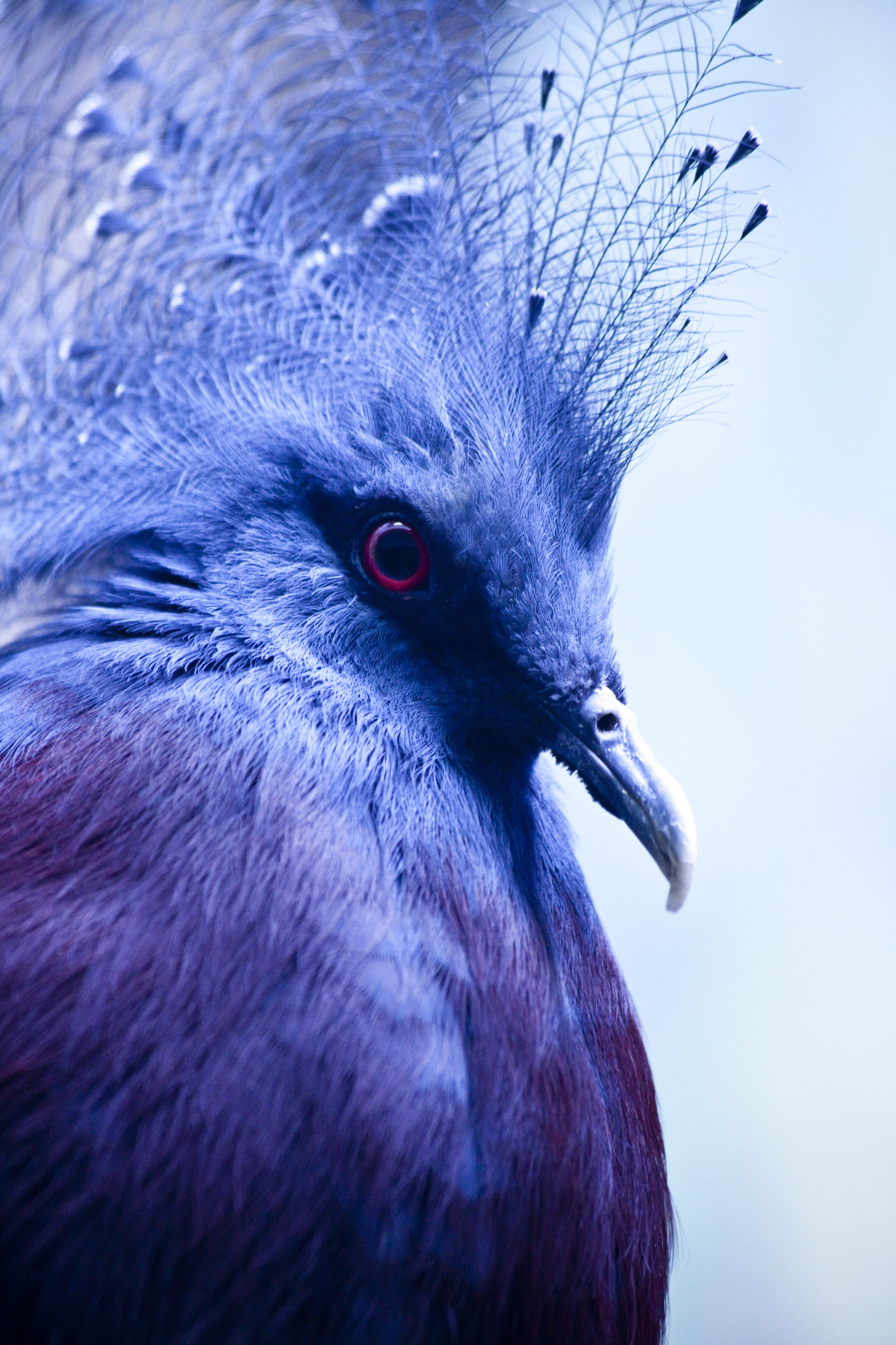 goura, one animal, dove, close-up, animals in the wild, outdoors, day, animal wildlife, animal head, animals crest, no people, pen, animals, feather, beak, Phone HD Wallpaper