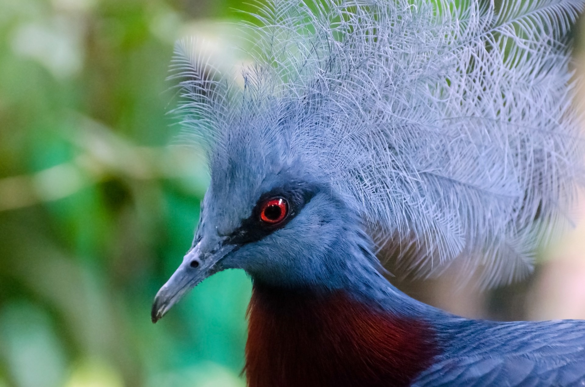 chordata, one animal, animal head, bird, focus on foreground, focus, head, columbiformes, beak, new, outdoors, no people, exotic, rainforest, tropical, HD Wallpaper