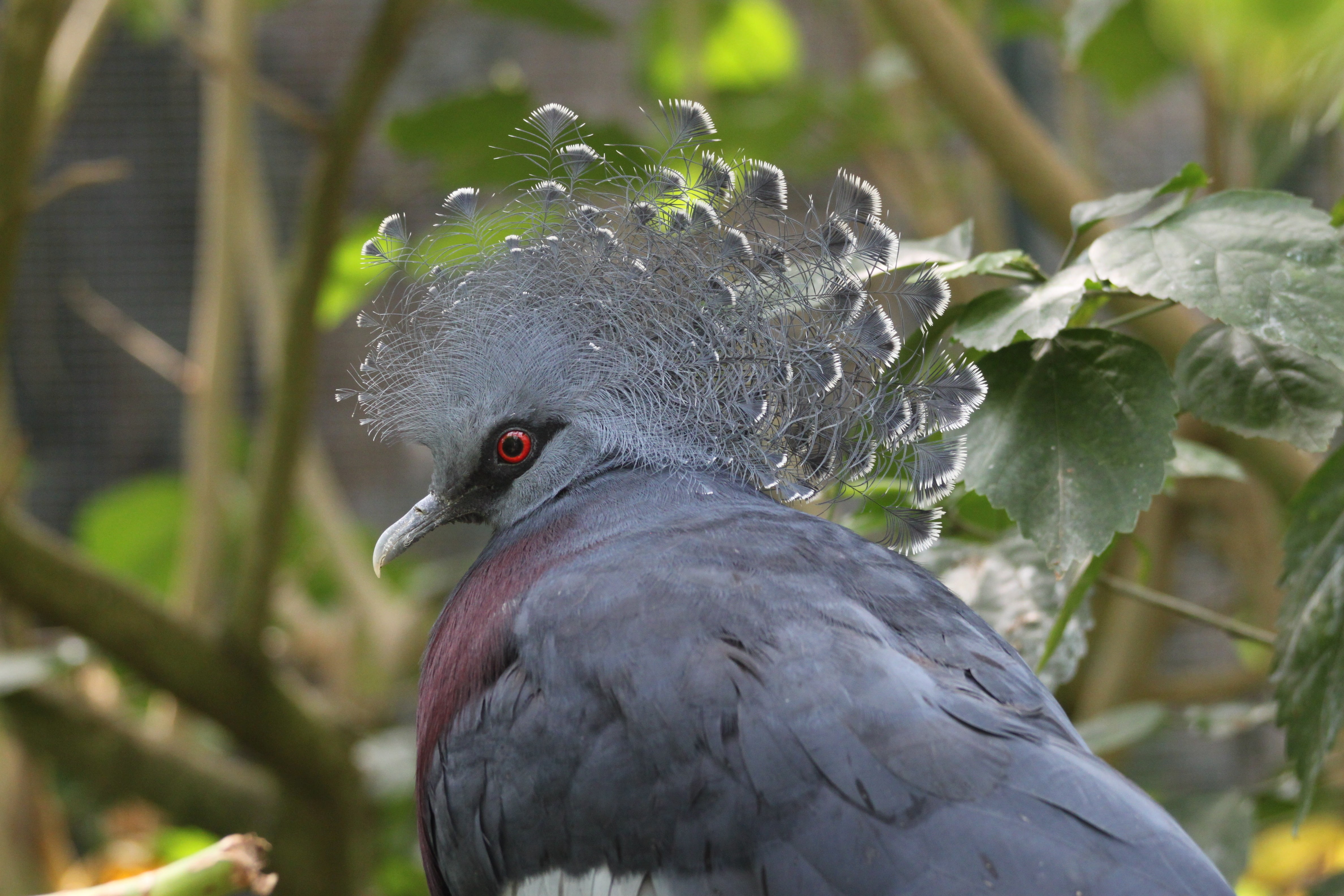 outdoors, plant part, gray, 4K, victoria crowned pigeon, tree, animal wildlife, bird, no people, feather, animal themes, leaf, puff, animals in the wild, HD Wallpaper