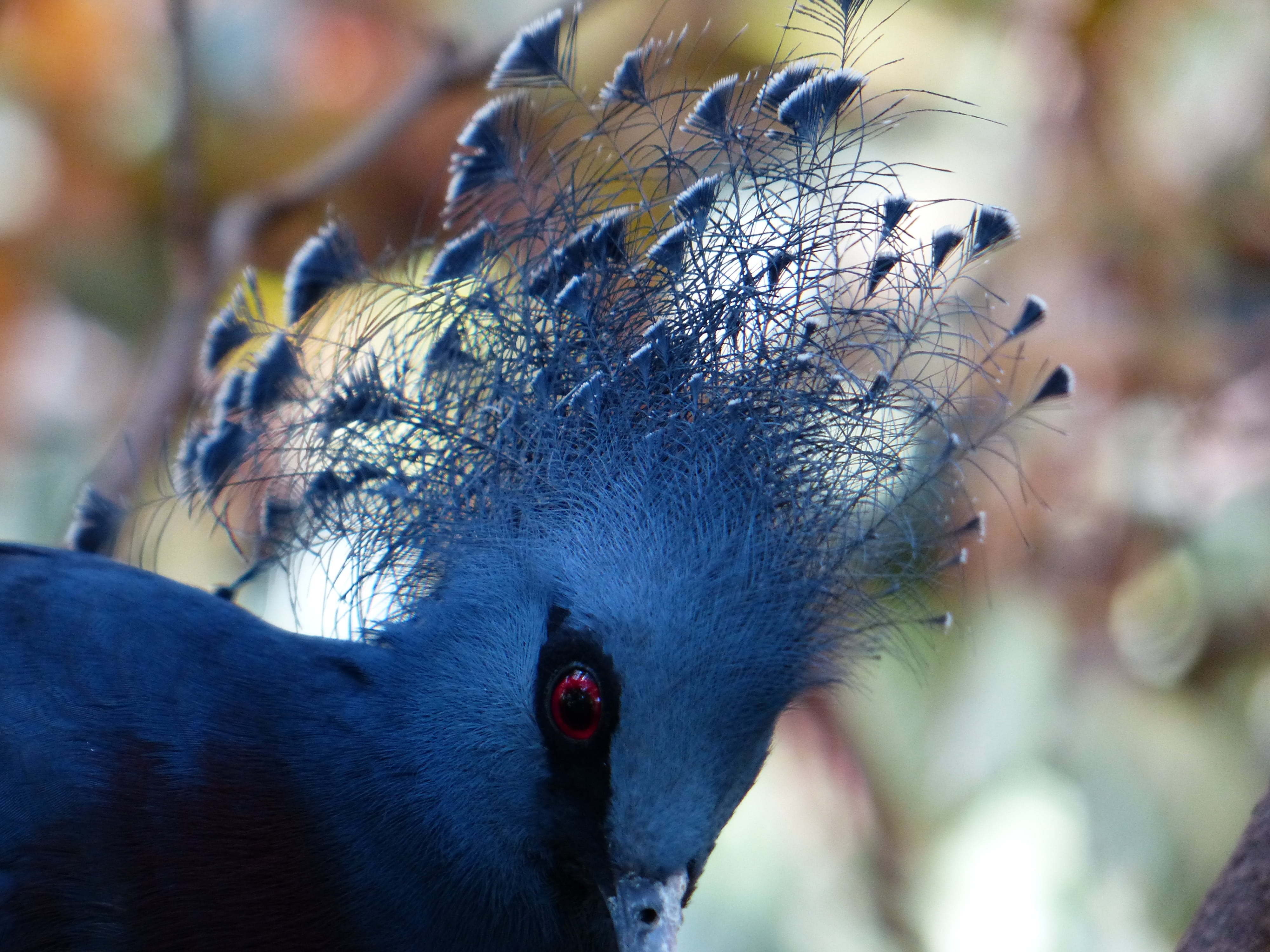 focus on foreground, fan-deaf, animal wildlife, spring jewelry, animal body part, blue, eye, animal eye, animal themes, looking, spring crown, victoria-krontaube, HD Wallpaper