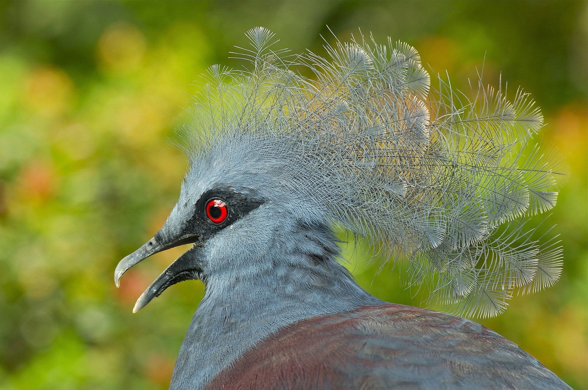 animals in the wild, no people, animal head, 1080P, animal, day, birds, animal themes, beak, outdoors, close-up, looking away, vertebrate, focus on foreground, HD Wallpaper