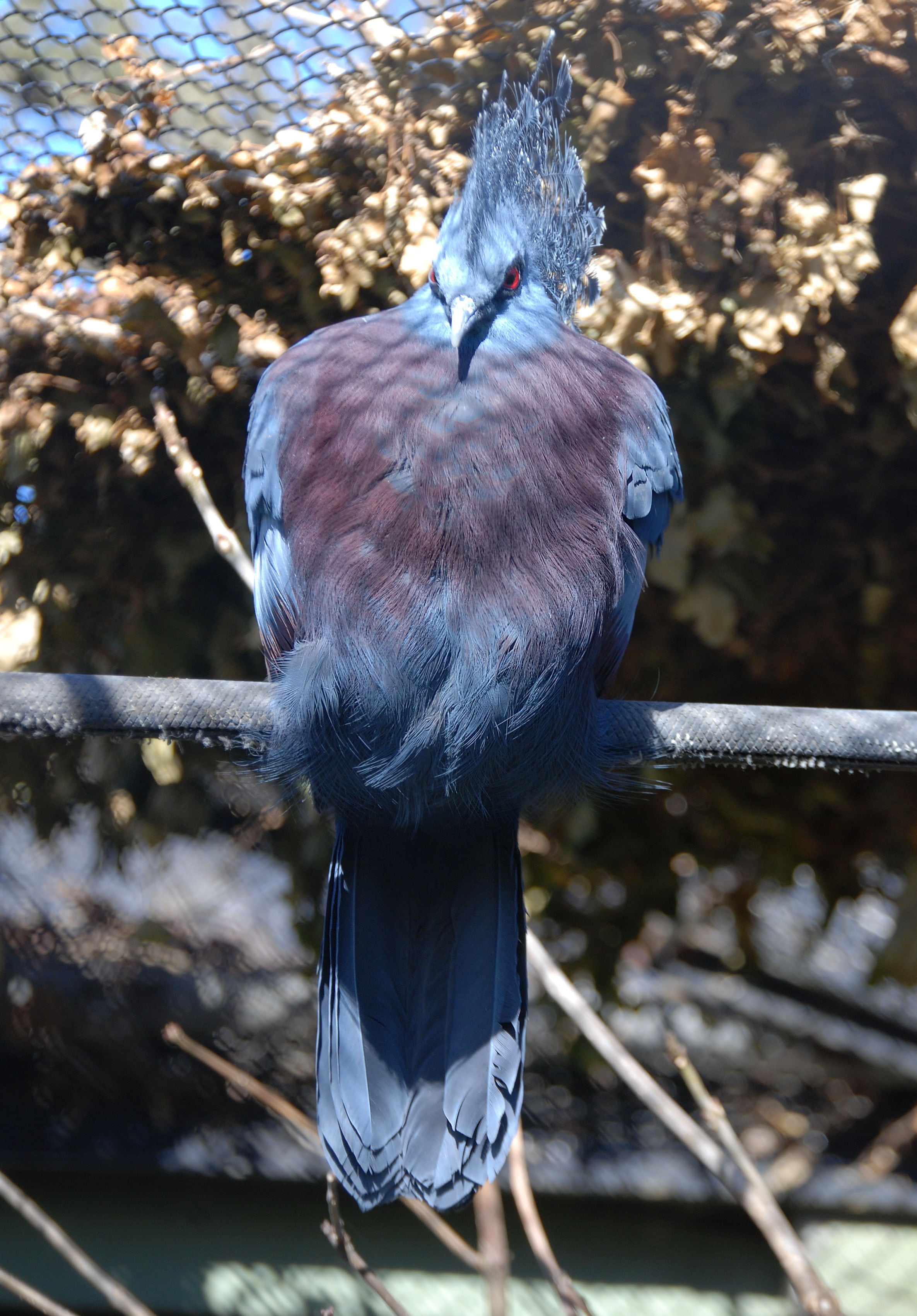 no people, animal wildlife, goura, animals in the wild, outdoors, one animal, pigeon, nature, vertebrate, close-up, animal themes, crowned pigeon, heron, Phone HD Wallpaper