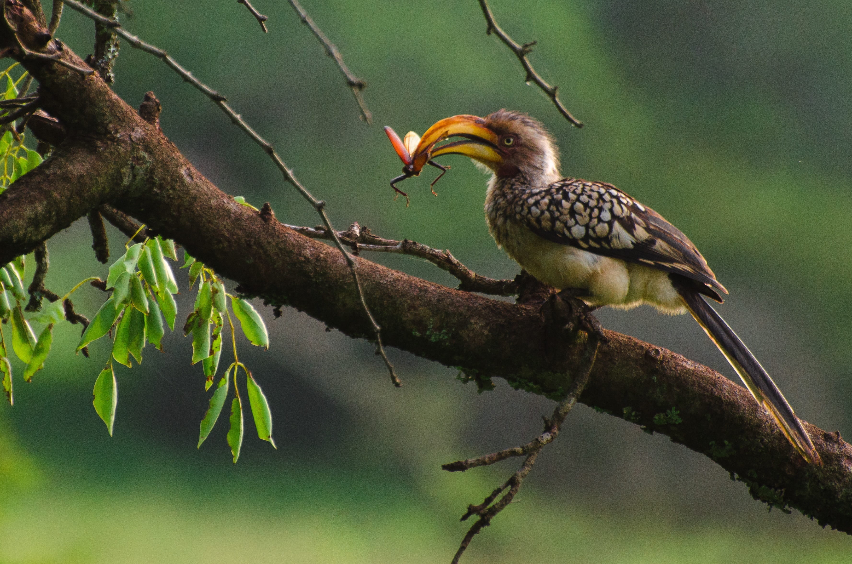 yellow-billed hornbill, plant, nature, animal, focus, sitting, bill, leaf, animal wildlife, photography, vertebrate, no people, preying, tree, branch, outdoors, HD Wallpaper