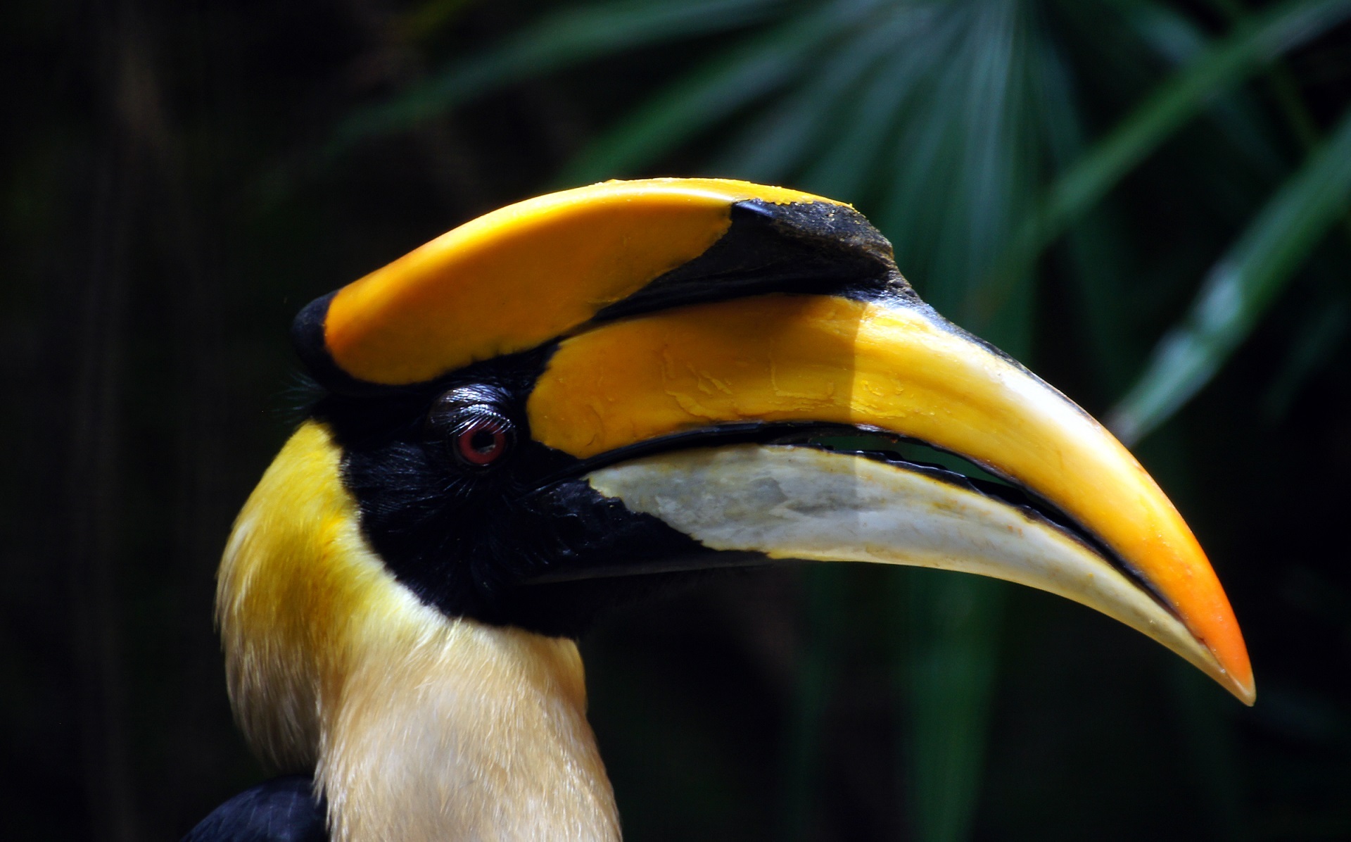 great indian hornbill, outdoors, nature, animal body part, no people, macro, close-up, black color, vertebrate, tropical, profile, animal head, portrait, HD Wallpaper