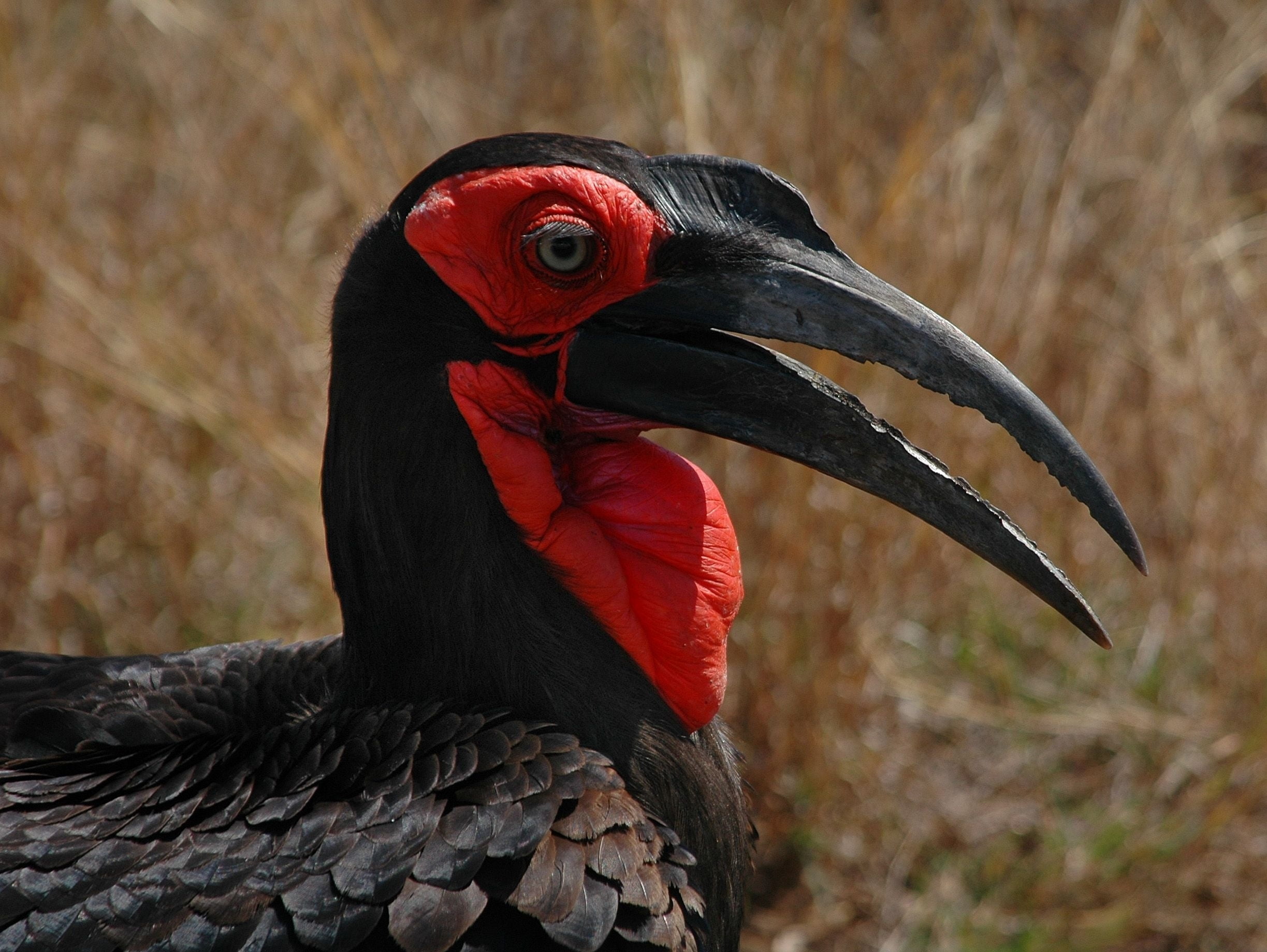 safari Animals, beak, black Color, day, one animal, feather, animal neck, nature, close-up, island of Borneo, animal, black, animal eye, head, endangered Species, HD Wallpaper