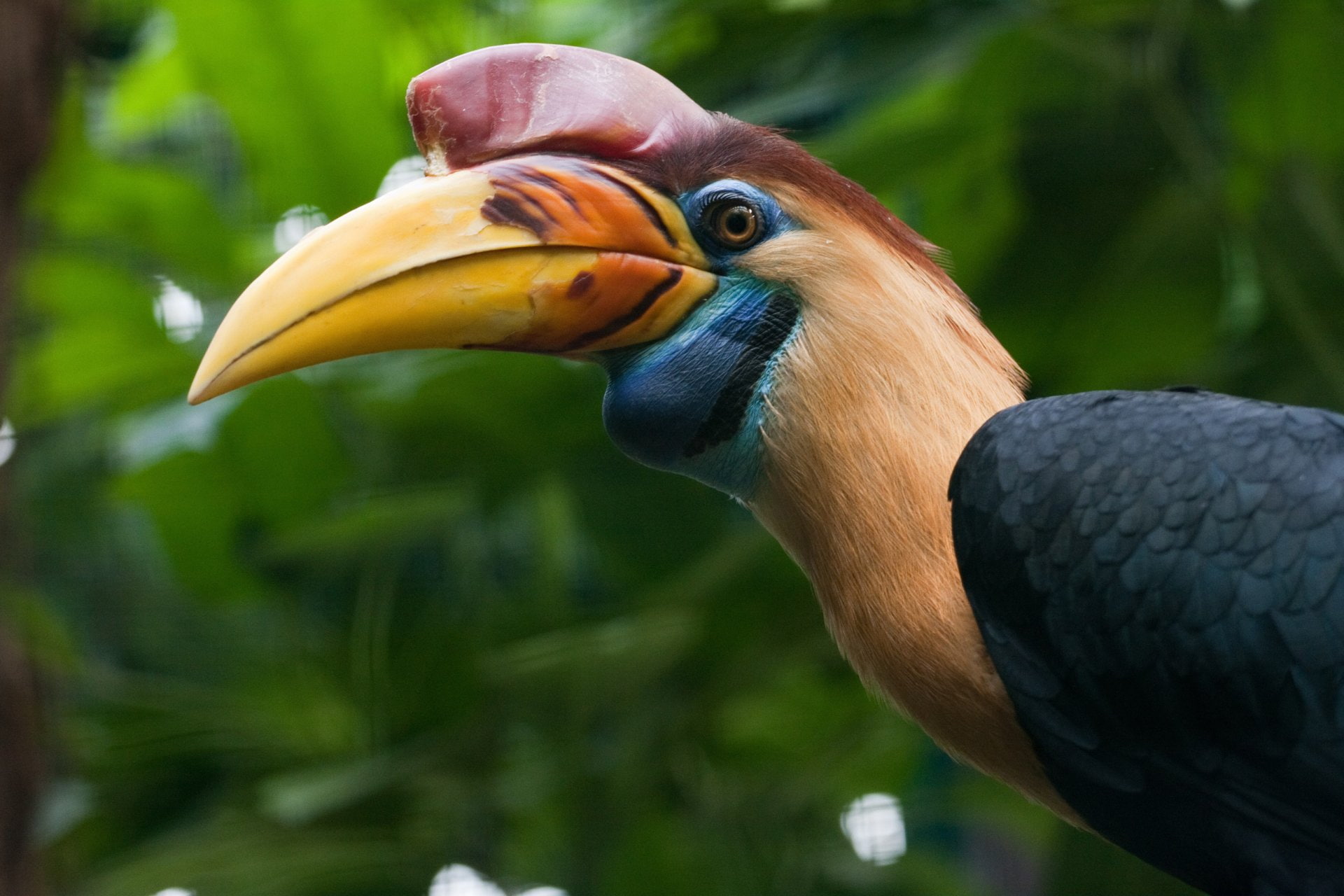 Bird, Hornbill, 1080P, Birds, HD Wallpaper