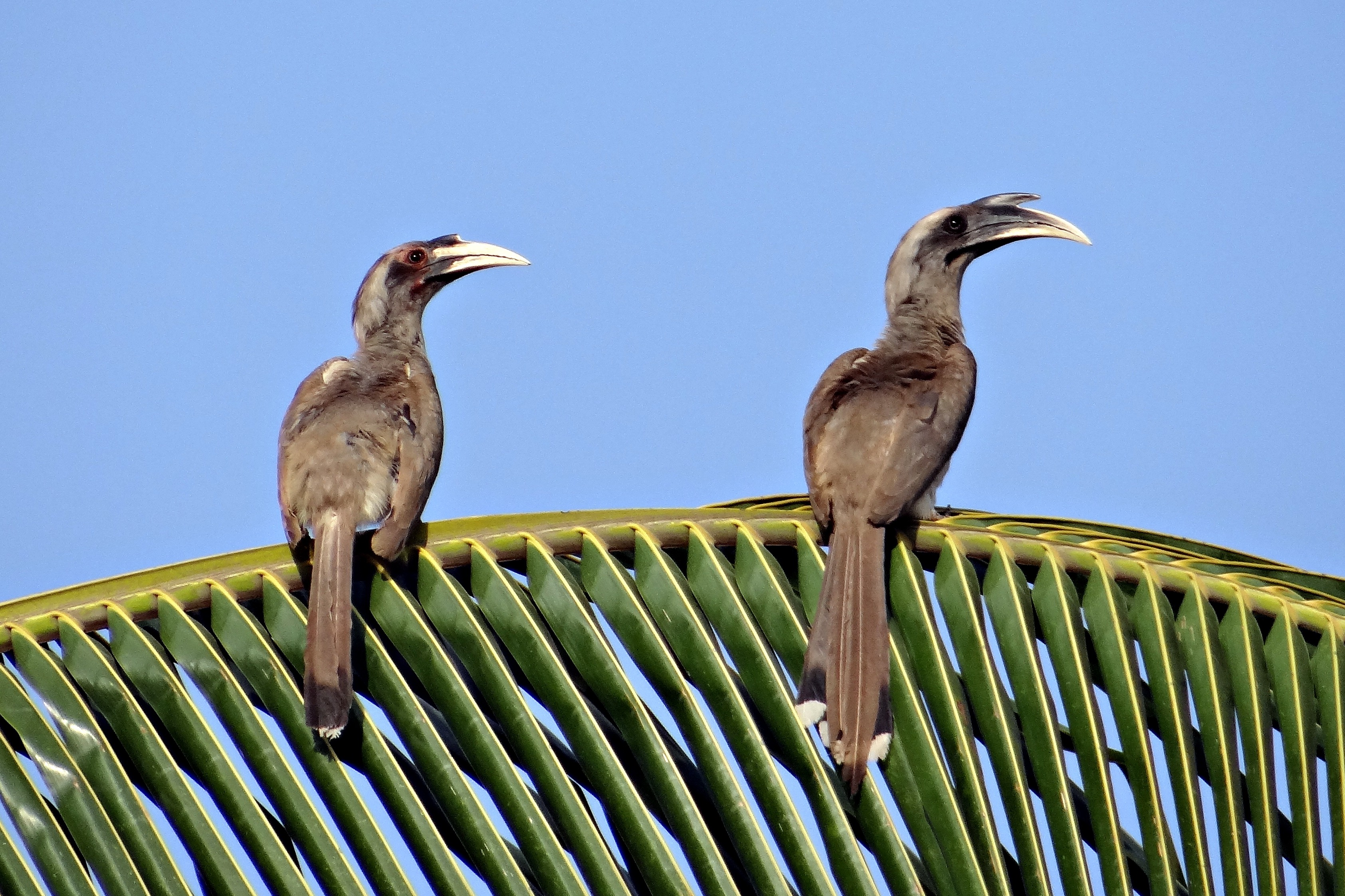indian grey hornbill, barrier, animal, dharwad, perching, animals in the wild, fence, clear sky, two animals, nature, bird, vertebrate, hornbill, blue, HD Wallpaper