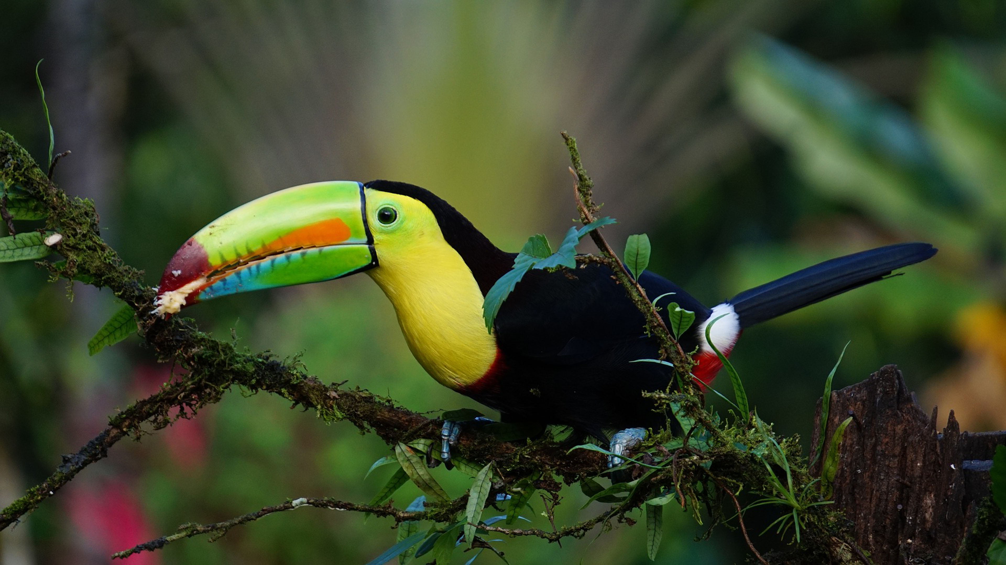 tropical rainforest, hd, close-up, focus on foreground, day, vertebrate, perching, beak, one animal, animal body part, tropical, plant, parrot, branch, HD Wallpaper