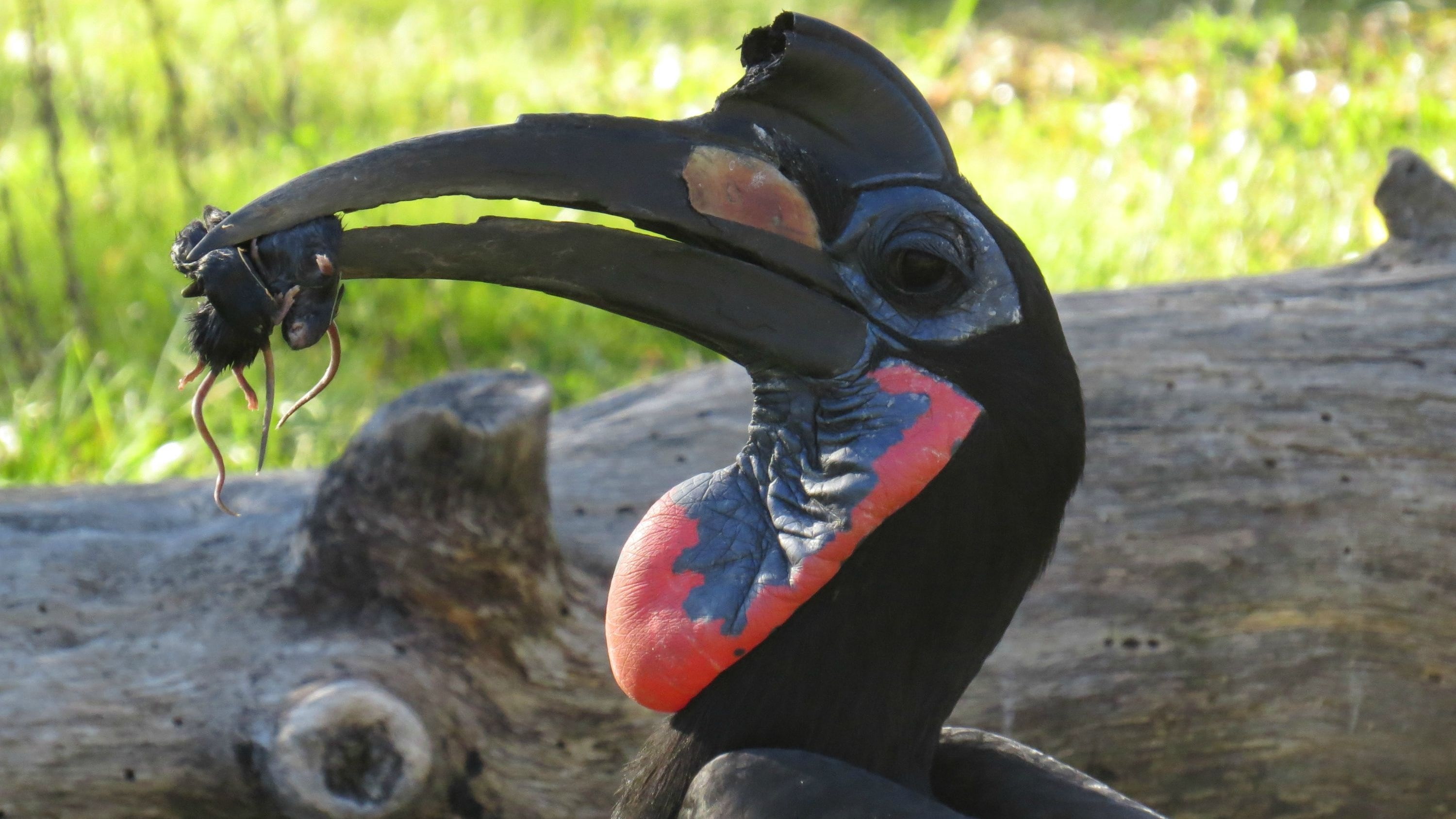 2K, hornbill, HD Wallpaper