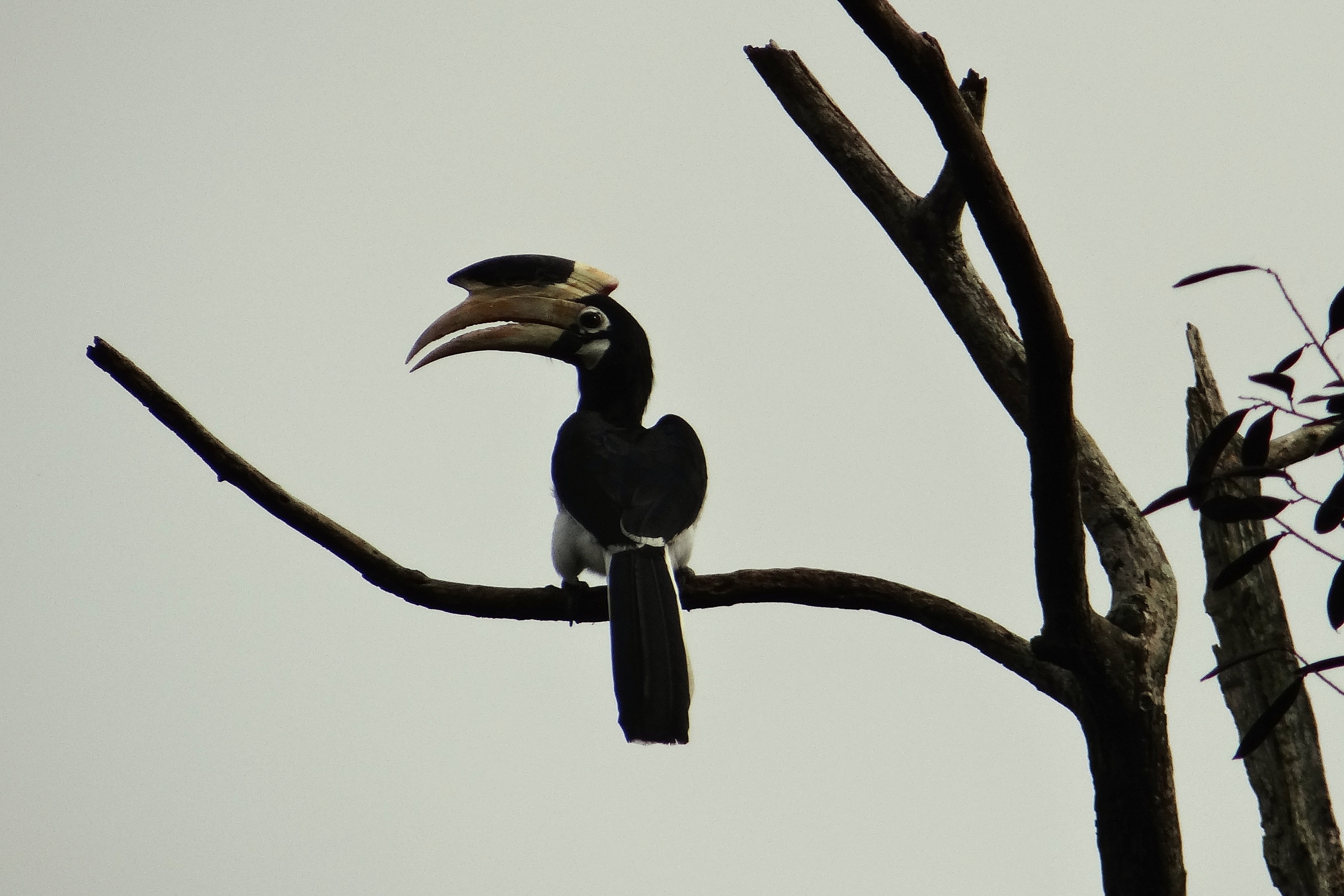 cormorant, branch, day, animal wildlife, tree, anthracoceros coronatus, 2K, plant, bird, sky, beak, western ghats, black color, one animal, lesser pied hornbill, HD Wallpaper