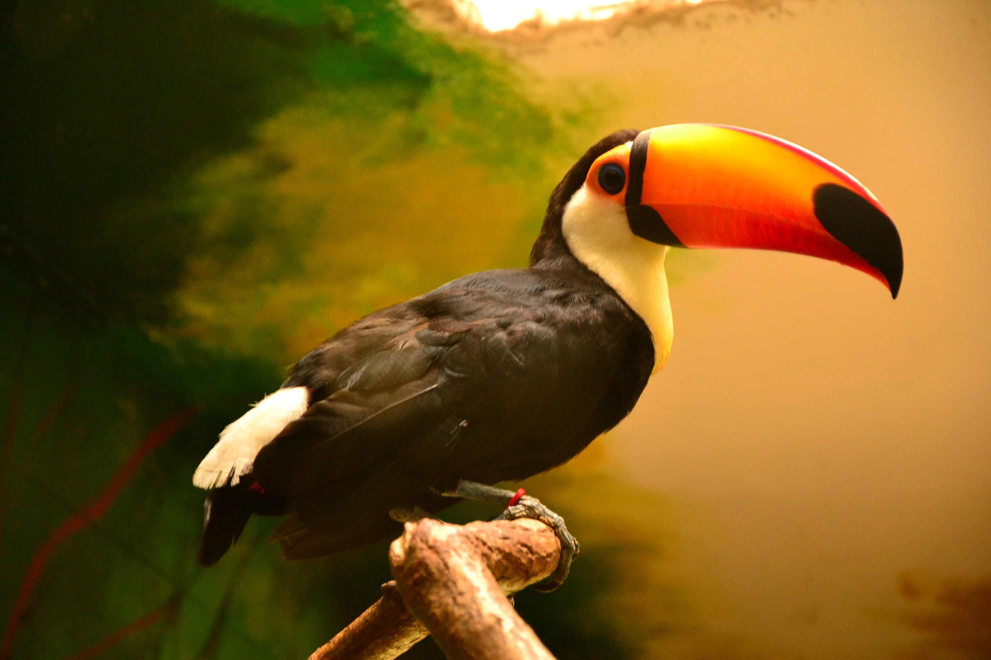 tropical Climate, rainforest, birds, animal body part, Nature, animal wildlife, perching, bird, multi Colored, no people, Toucan, vertebrate, tree, animals In The Wild, HD Wallpaper