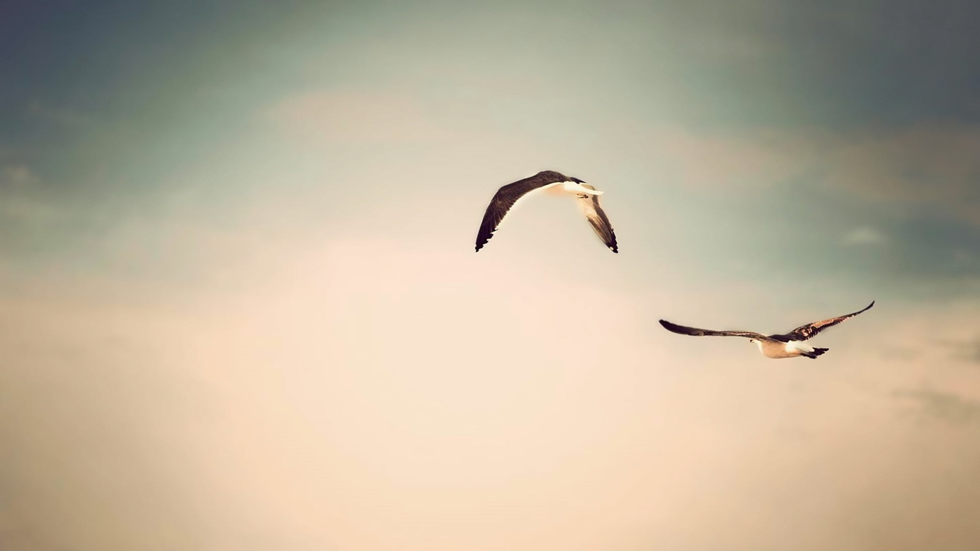 freedom, seabird, albatross, nature, motion, spoonbill, animal, spread wings, sky, bird, low angle view, animals in the wild, beauty in nature, mid-air, HD Wallpaper