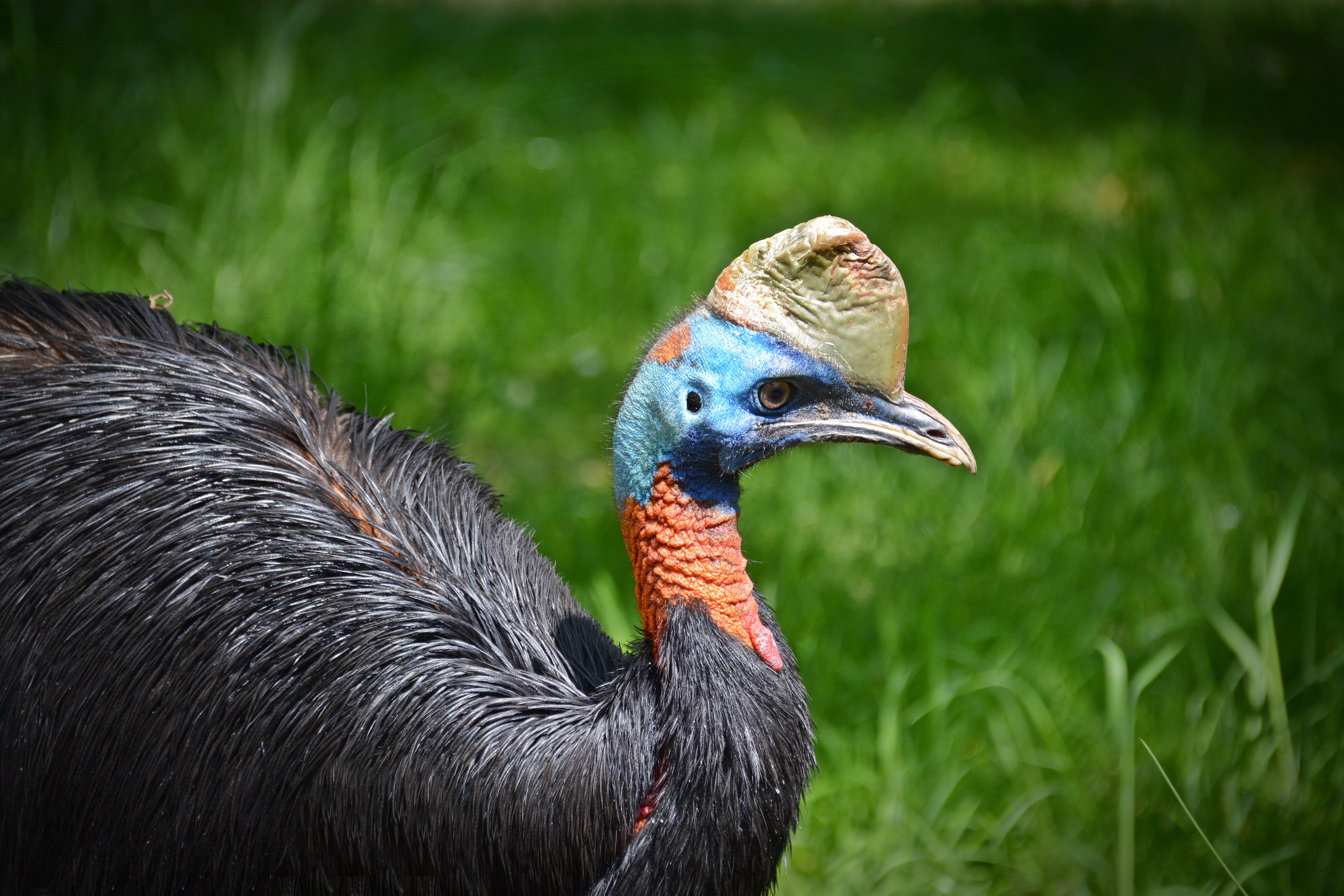nature, animal, animals in the wild, mammal, flightless bird, wildlife, focus on foreground, animal wildlife, side view, animal themes, feather, bird, no people, HD Wallpaper