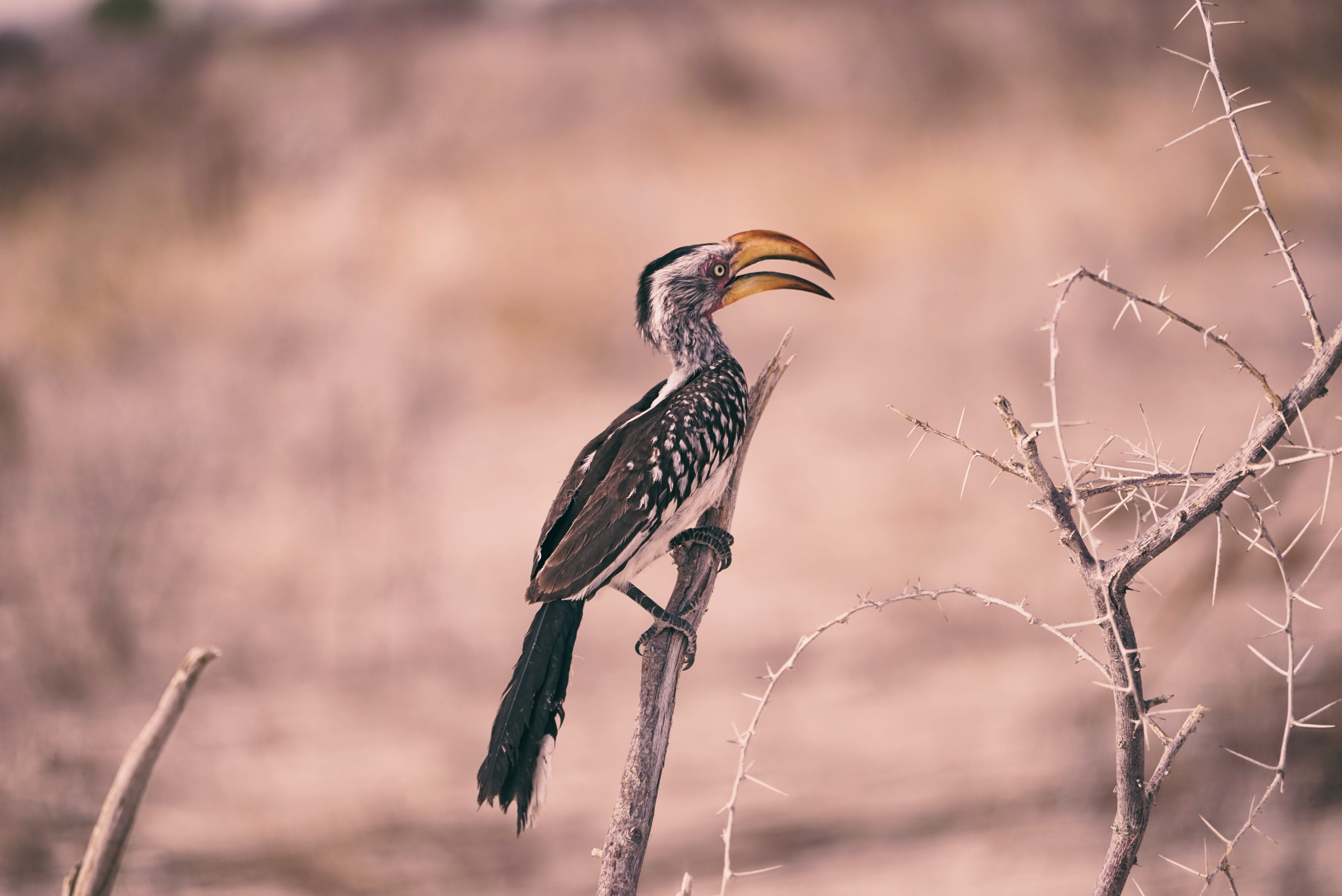 gray, bird, perched, perching, branch, brown, tourism, plant, profile view, animal themes, safari Animals, vertebrate, bird of prey, cooling down, wilderness, HD Wallpaper