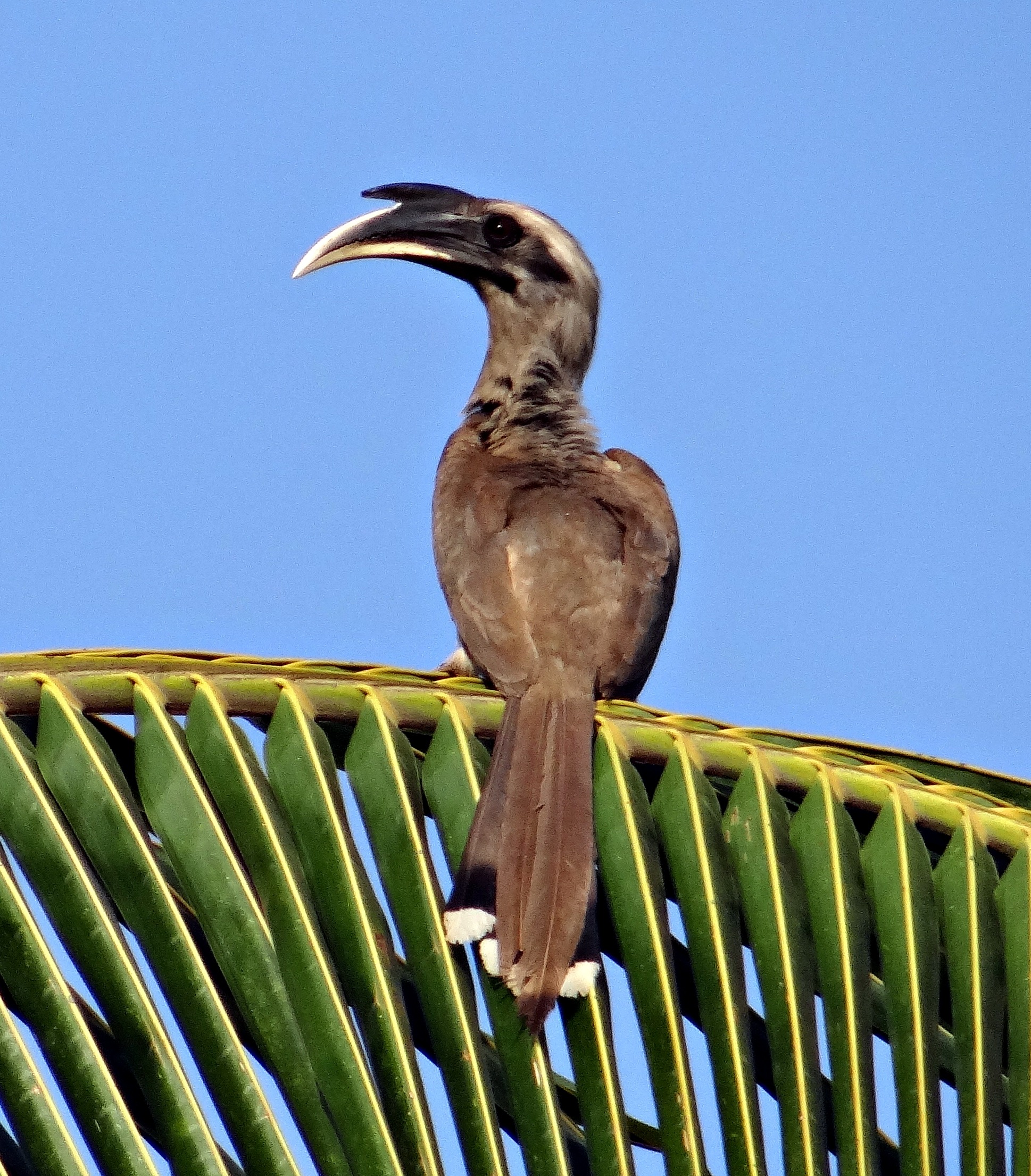 perching, sky, hornbill, animal themes, outdoors, wood - material, india, fence, one animal, day, indian grey hornbill, animal wildlife, ocyceros birostris, Phone HD Wallpaper