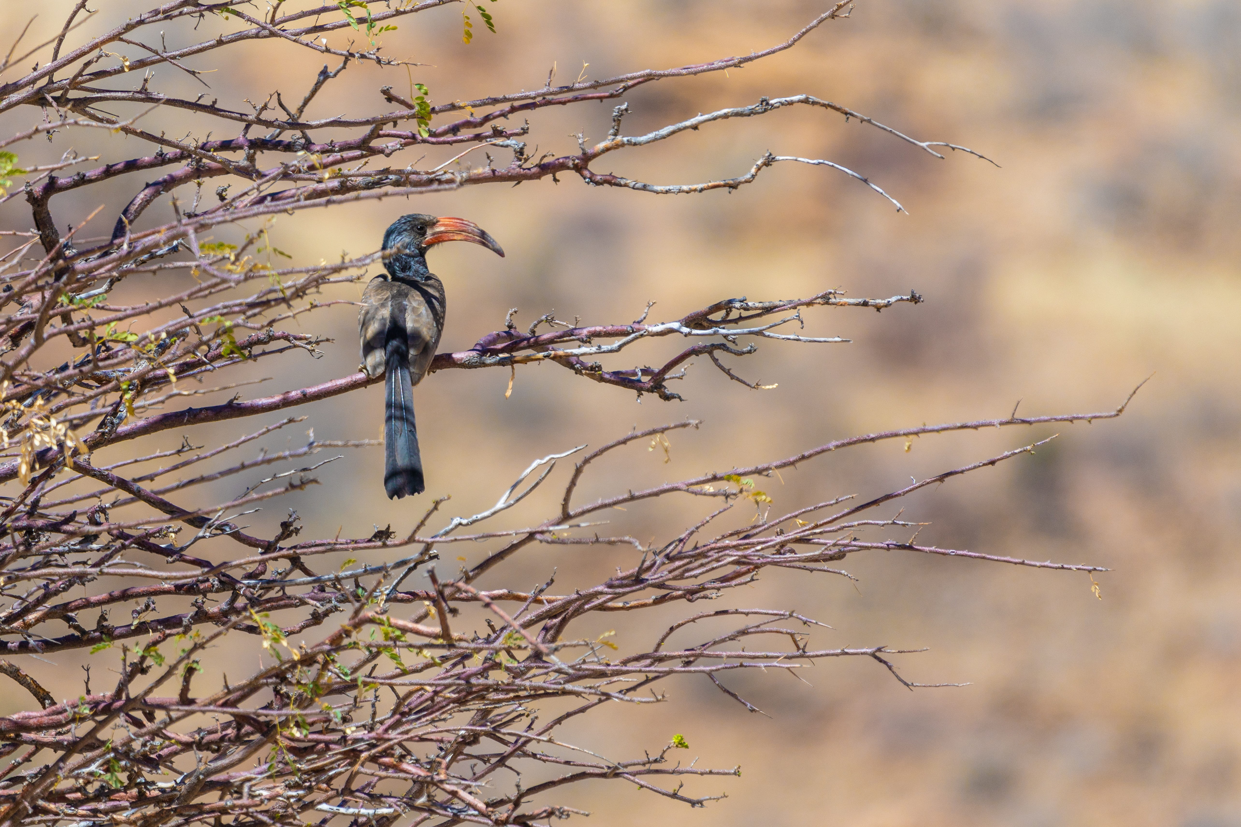animal, hornbill, tree, low angle view, day, animal themes, animal wildlife, beauty in nature, bird, vertebrate, animals in the wild, plant, focus on foreground, HD Wallpaper