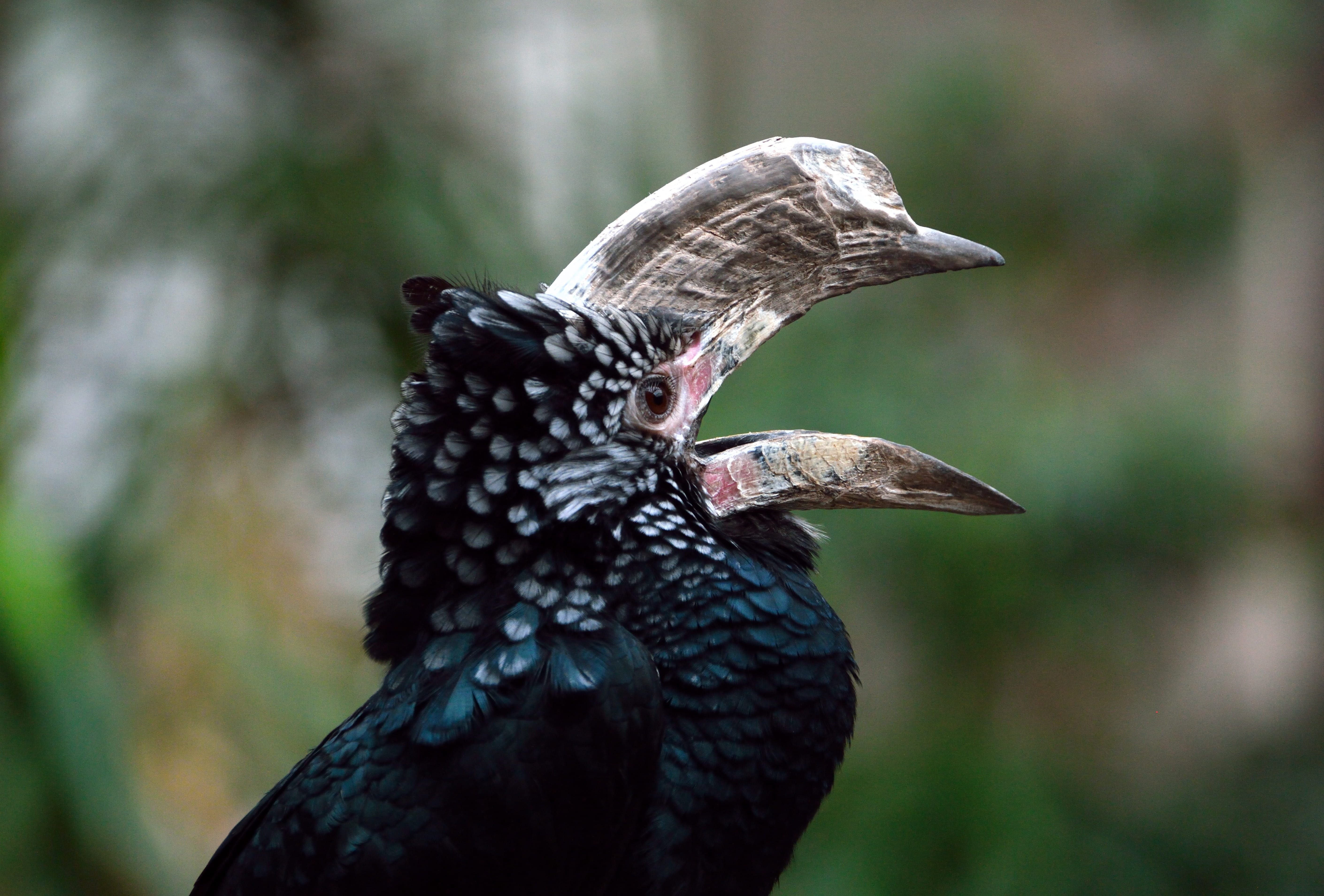 bird of prey, animal head, animal body part, animal themes, focus on foreground, 5K, Nature, portrait, side view, beak, black color, no people, animal wildlife, HD Wallpaper