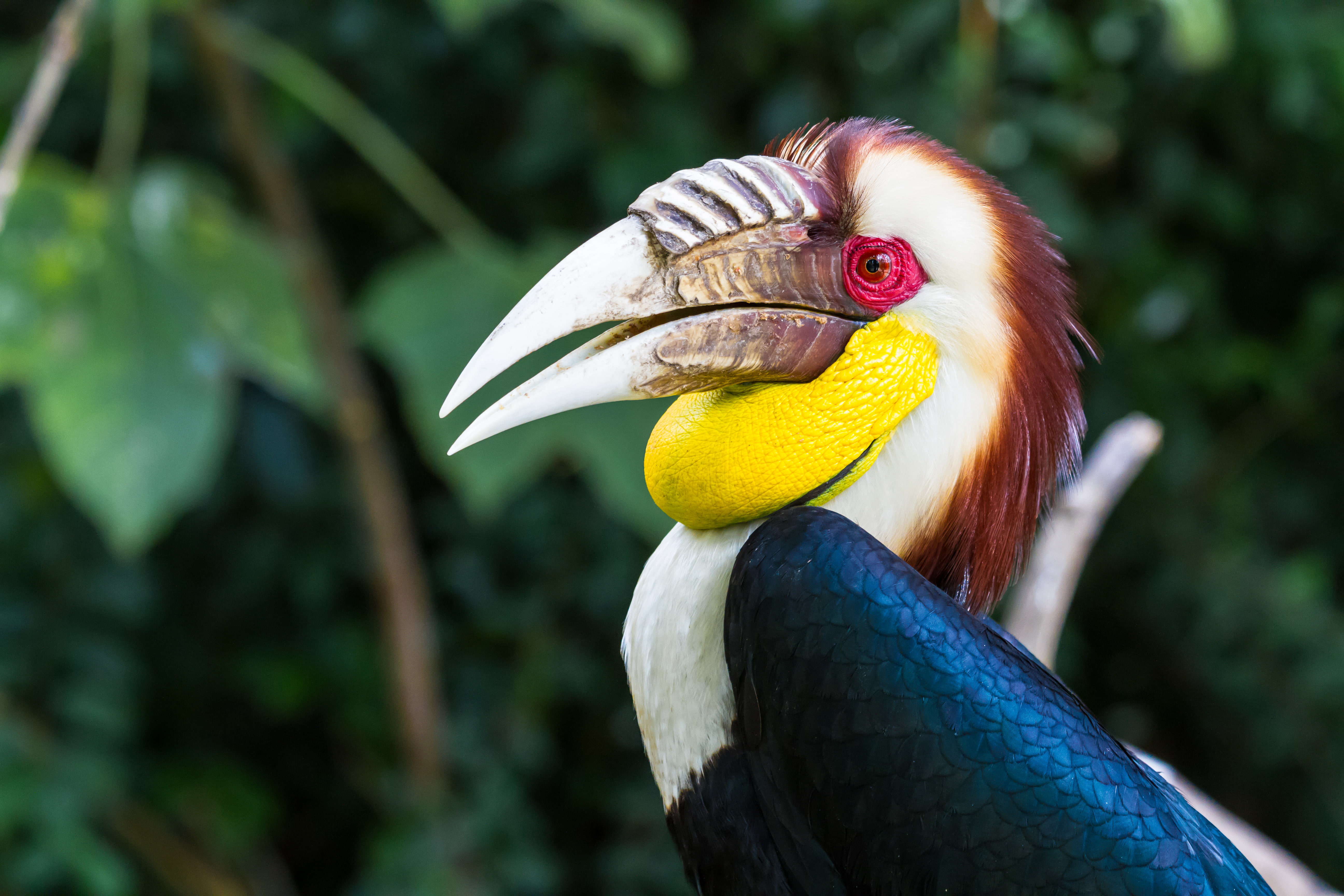 5K, Wreathed hornbill, 5K, HD Wallpaper