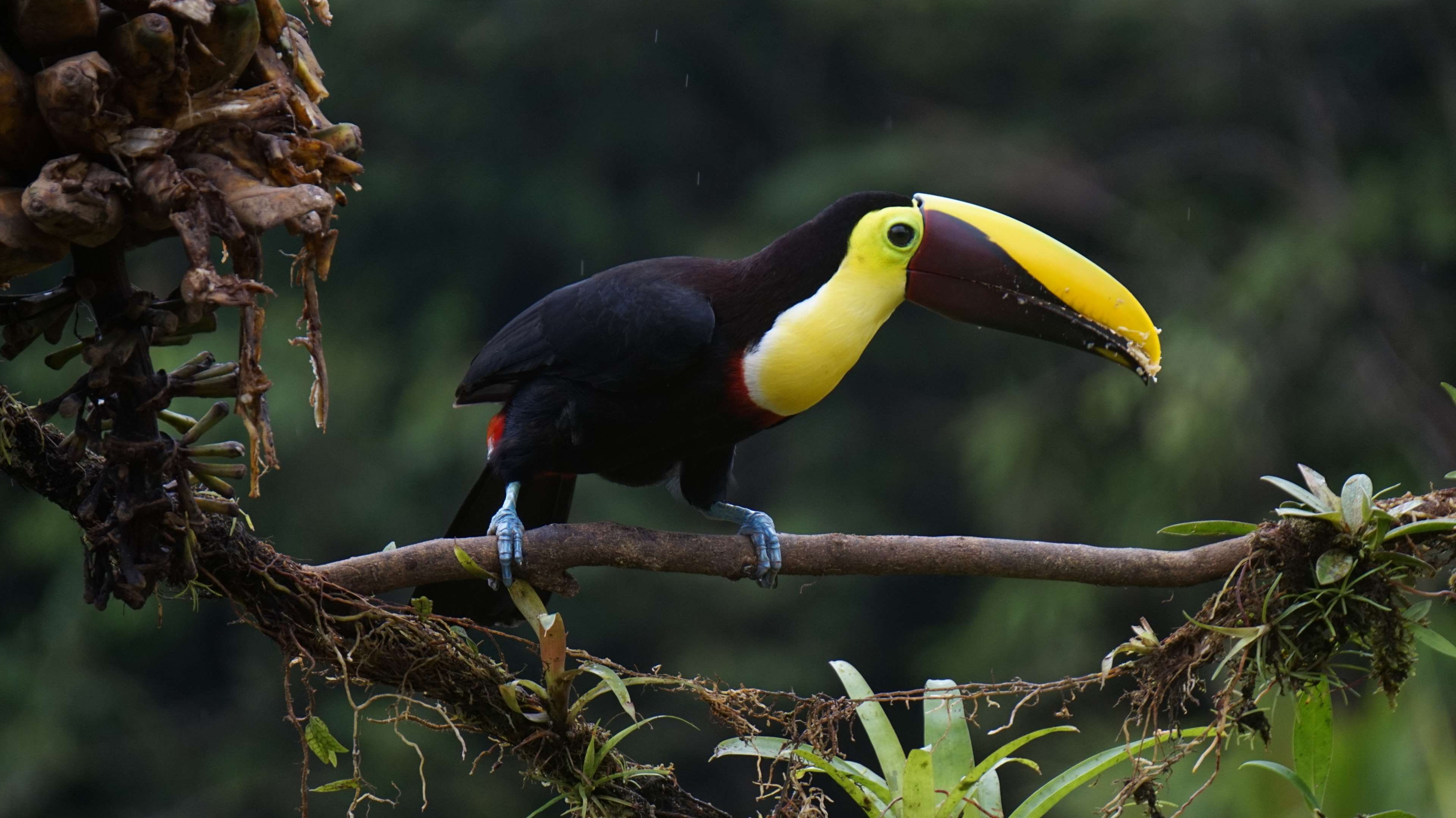 hornbill, vertebrate, beak, costa rica, animal, bird, branch, toucan, yellow, animal themes, perching, no people, chestnut, day, animal wildlife, one animal, HD Wallpaper