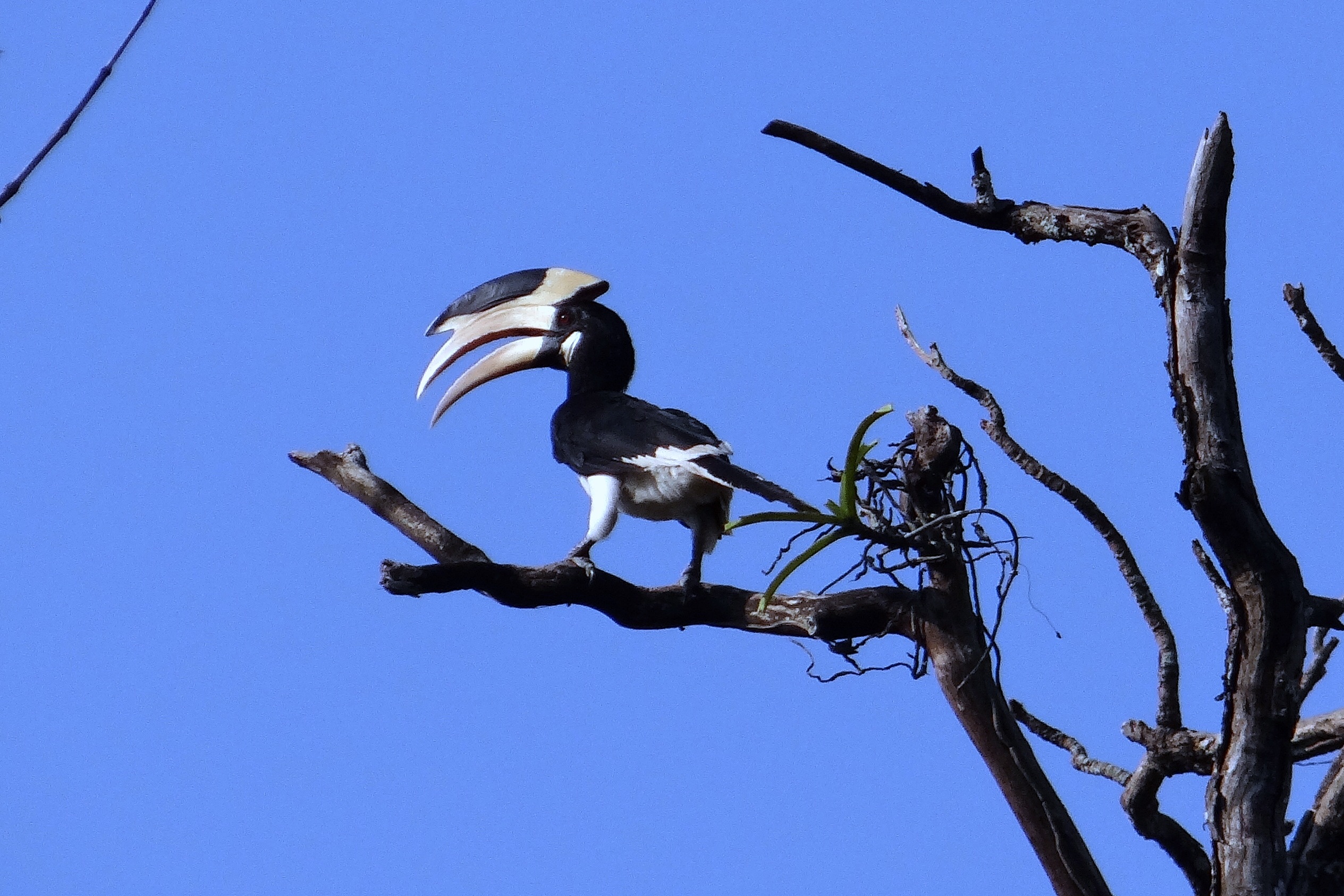 malabar pied hornbill, bare tree, perching, sky, aves, blue, branch, outdoors, hornbill, avian, dandeli, lesser pied hornbill, nature, day, tree, clear sky, HD Wallpaper