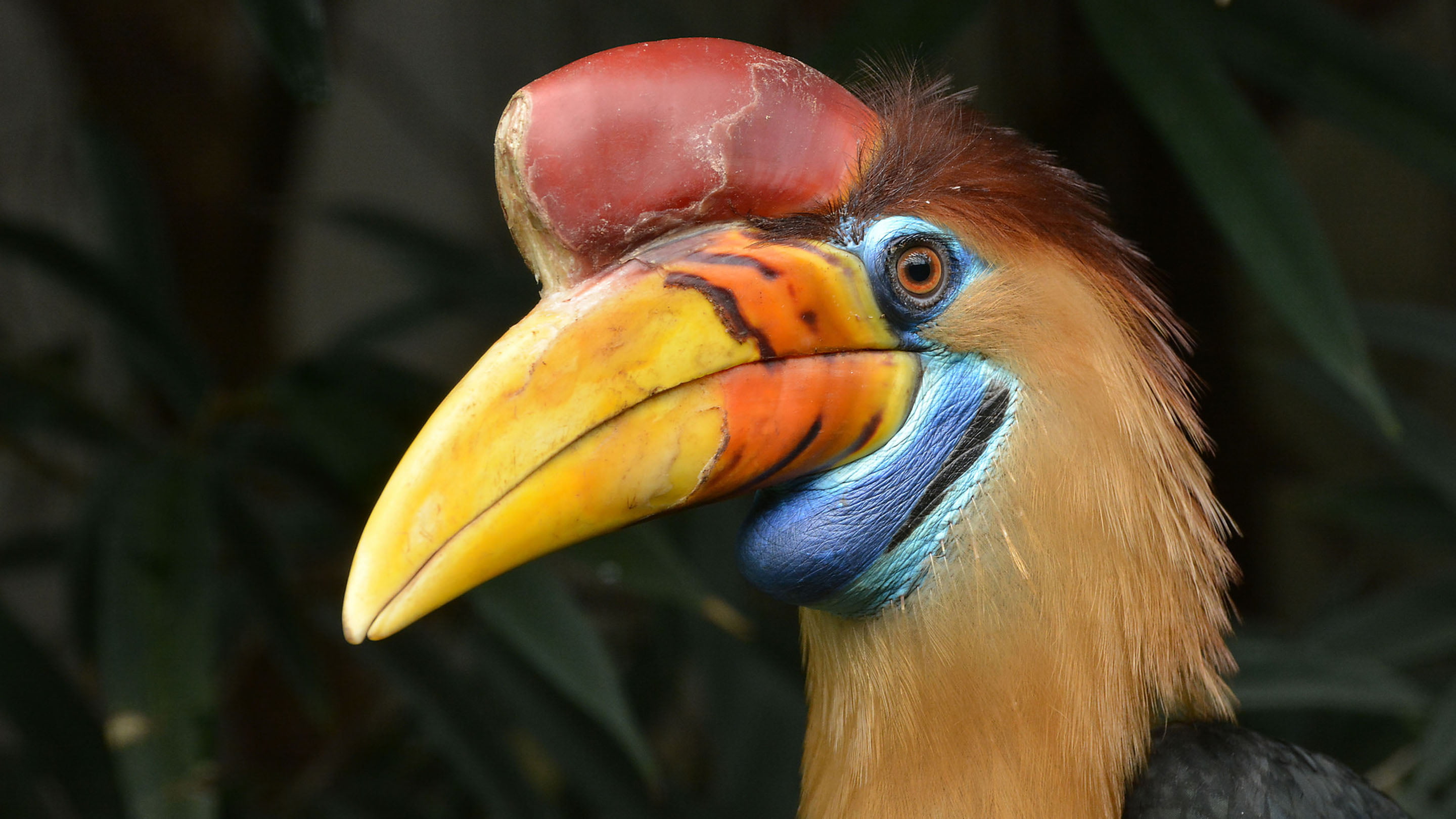 looking, necked, red, rainforest, animal wildlife, animal, mobile, bird, animal head, day, animal eye, beak, one animal, 2K, close, profile view, HD Wallpaper