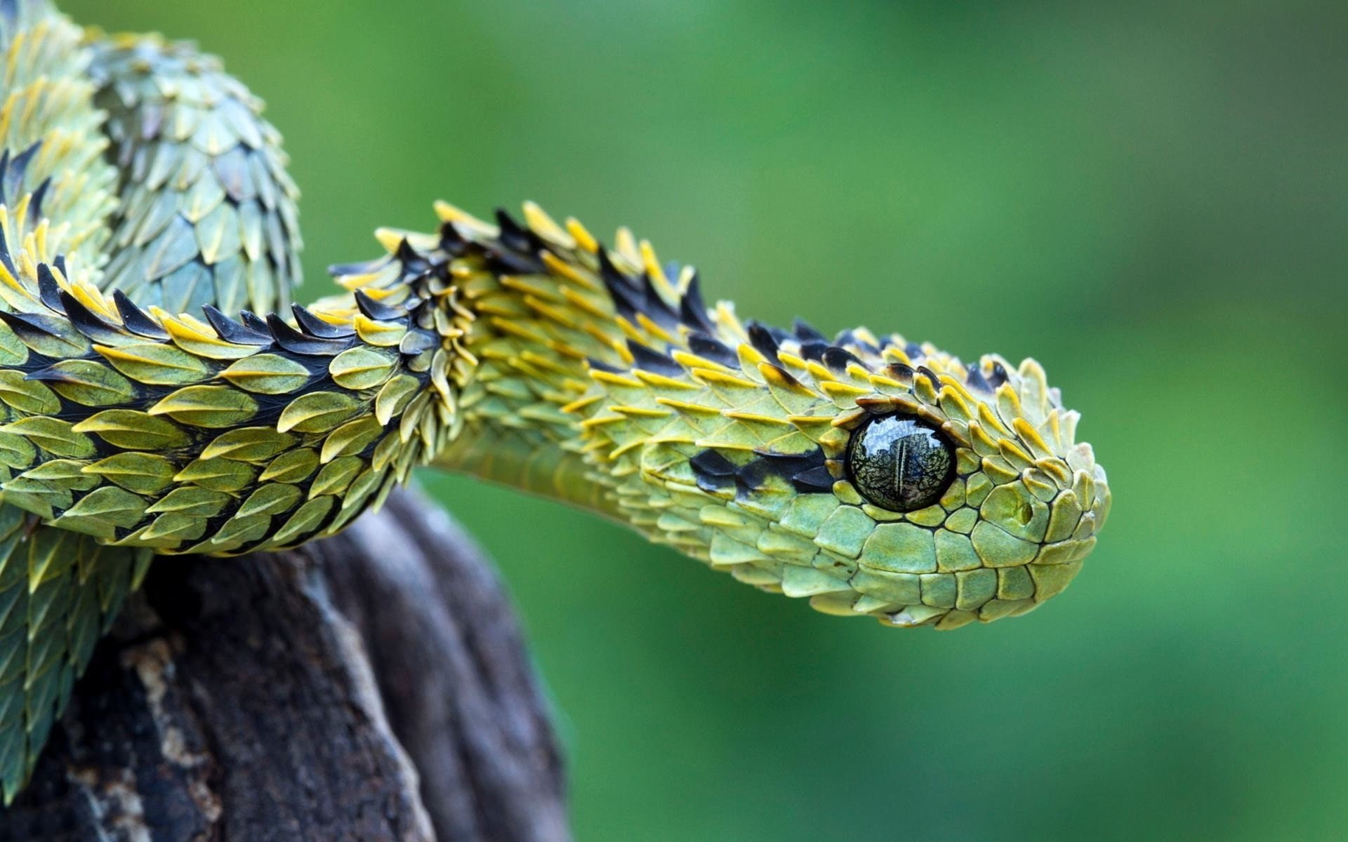 1080P, day, no people, side view, plant, animals in the wild, animal wildlife, focus on foreground, invertebrate, outdoors, animal head, insect, Cornuda, HD Wallpaper