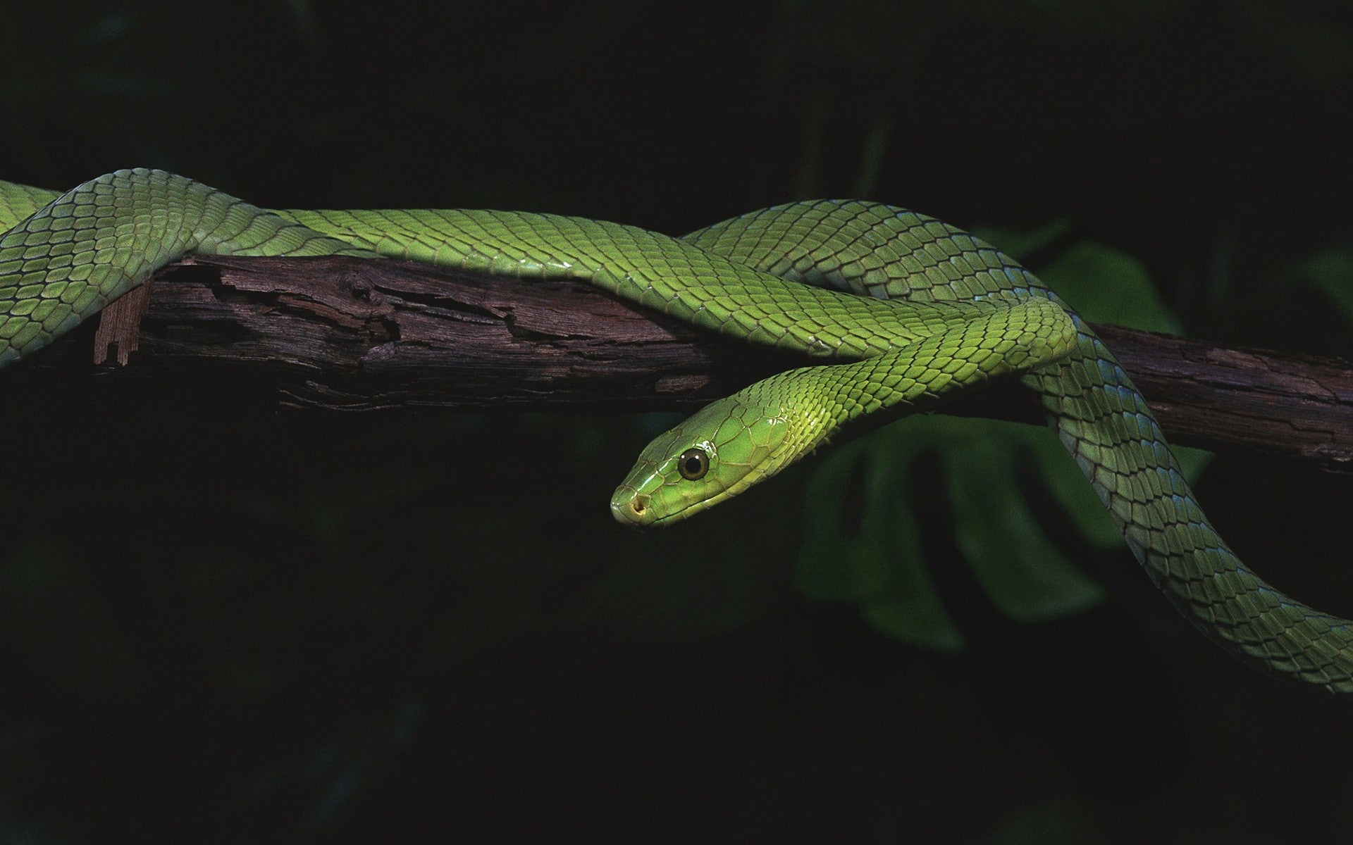 animals, nature, reptiles, snake, 1080P, HD Wallpaper